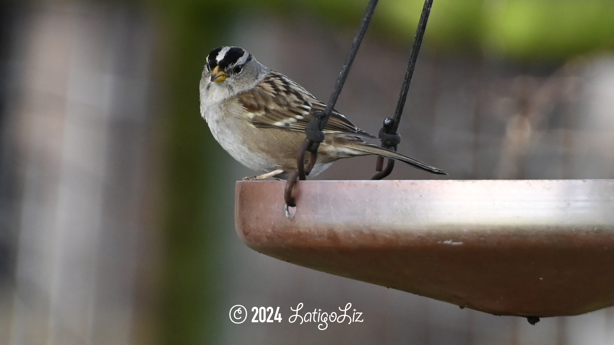 White-crowned Sparrow