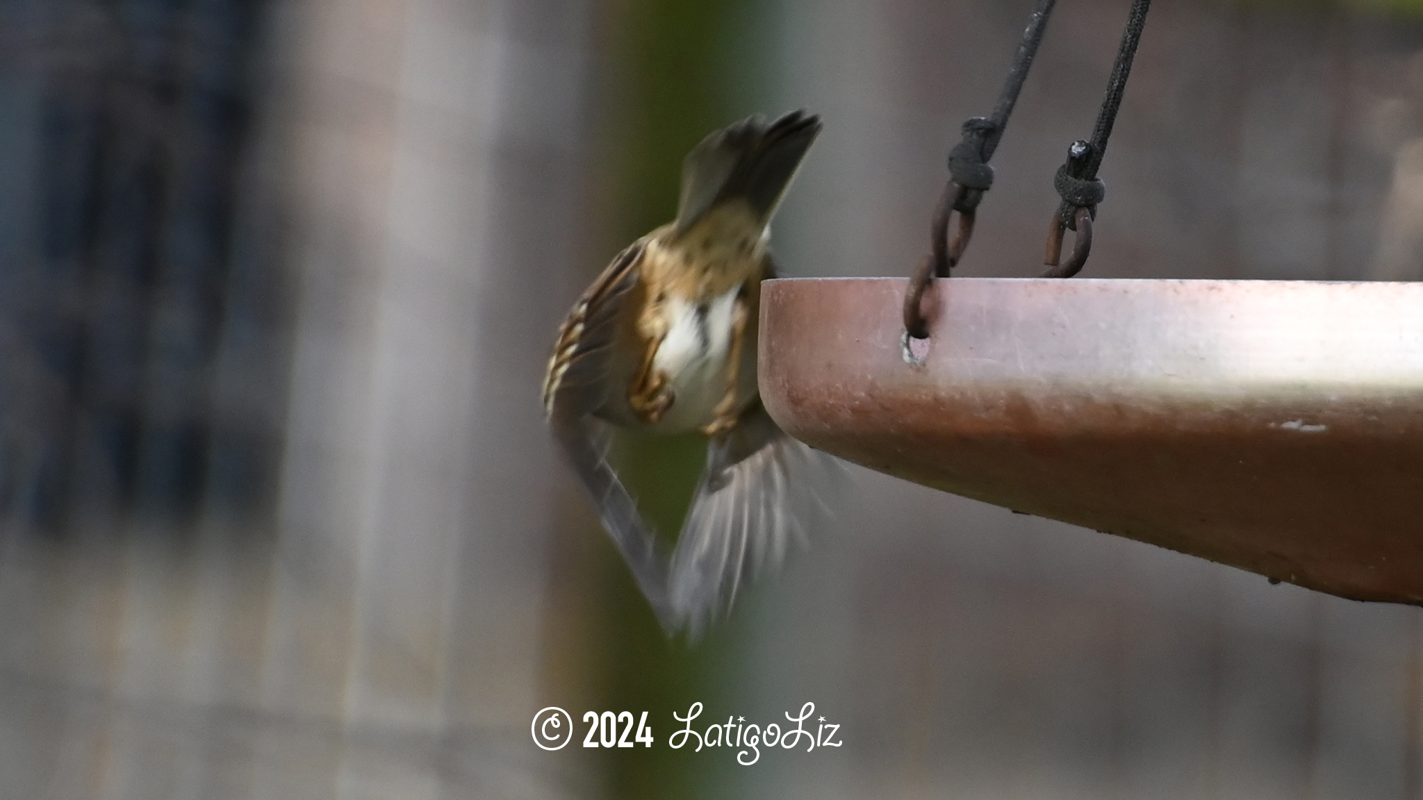 White-crowned Sparrow