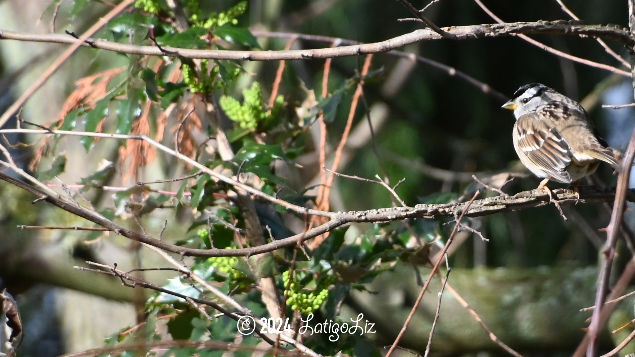 White-crowned Sparrow