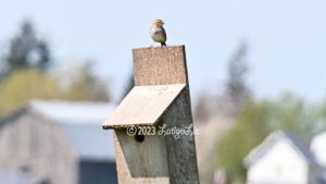 Savannah Sparrow