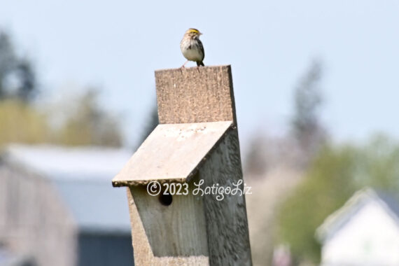 Savannah Sparrow