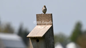 Savannah Sparrow