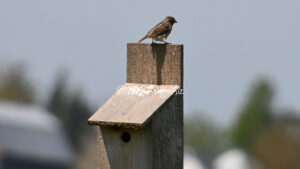 Savannah Sparrow