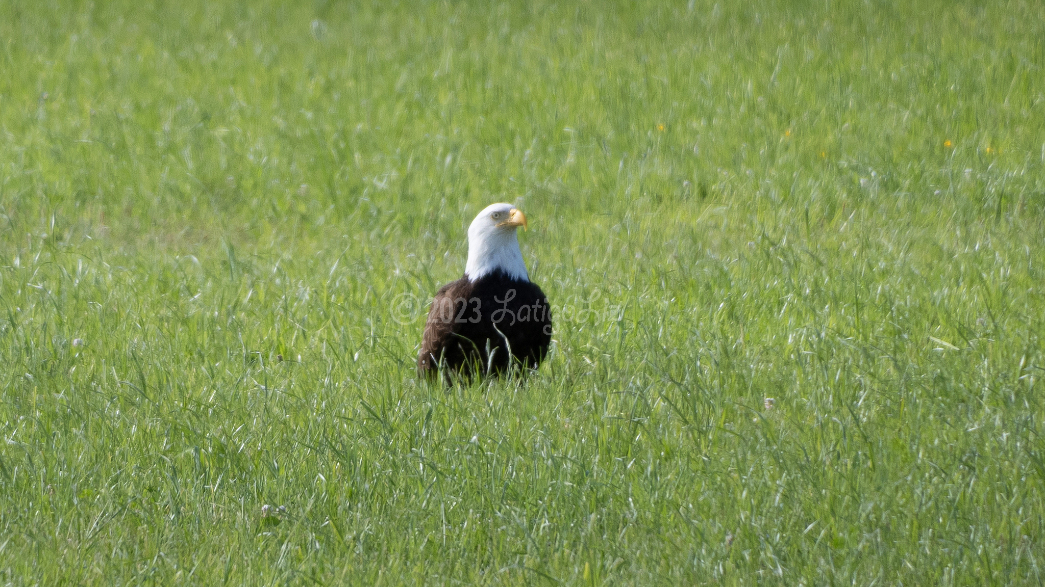 Bald Eagle