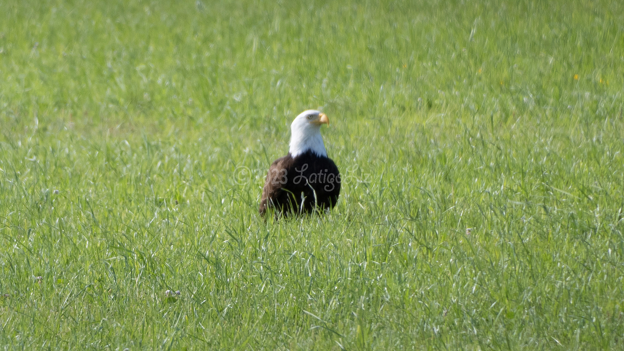 Bald Eagle