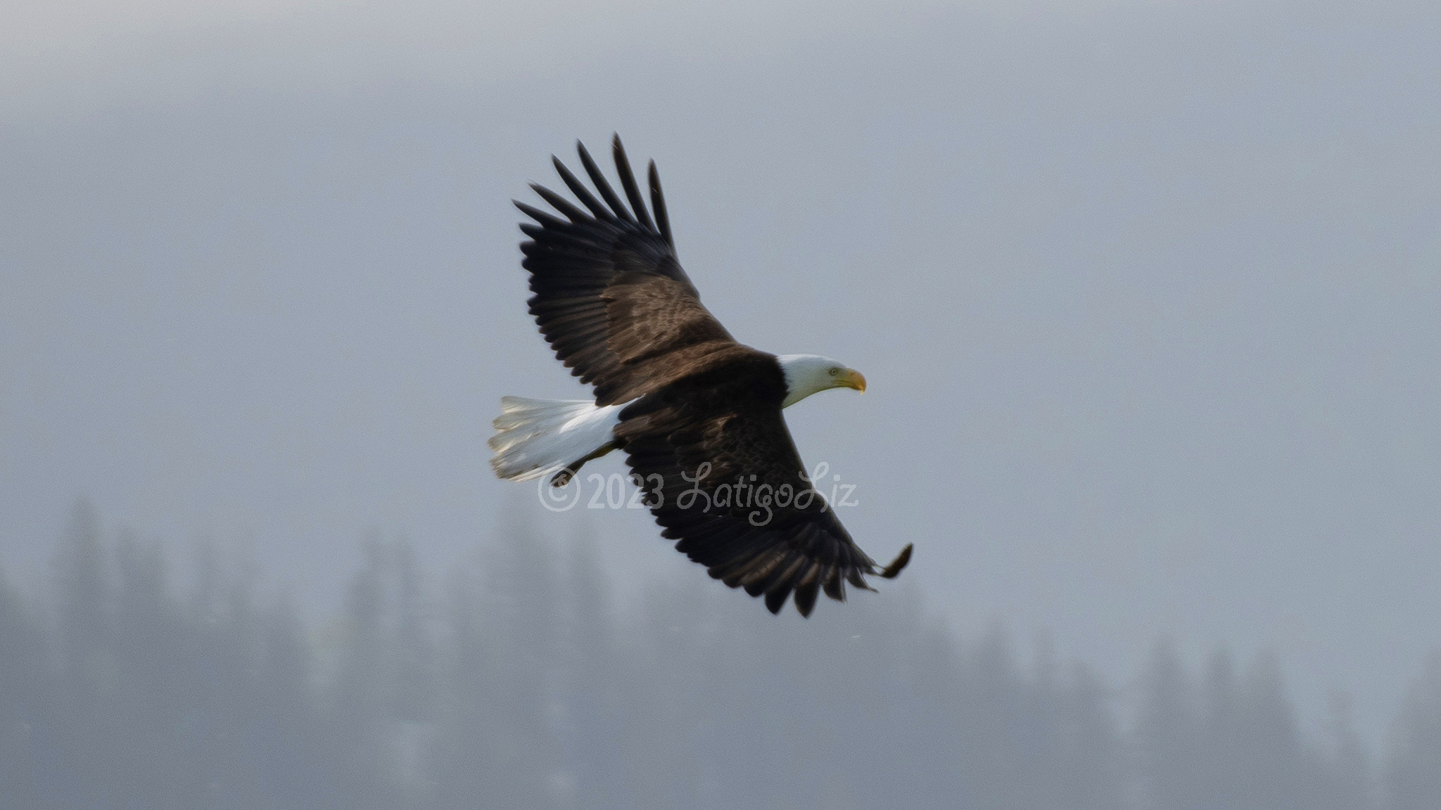 Bald Eagle