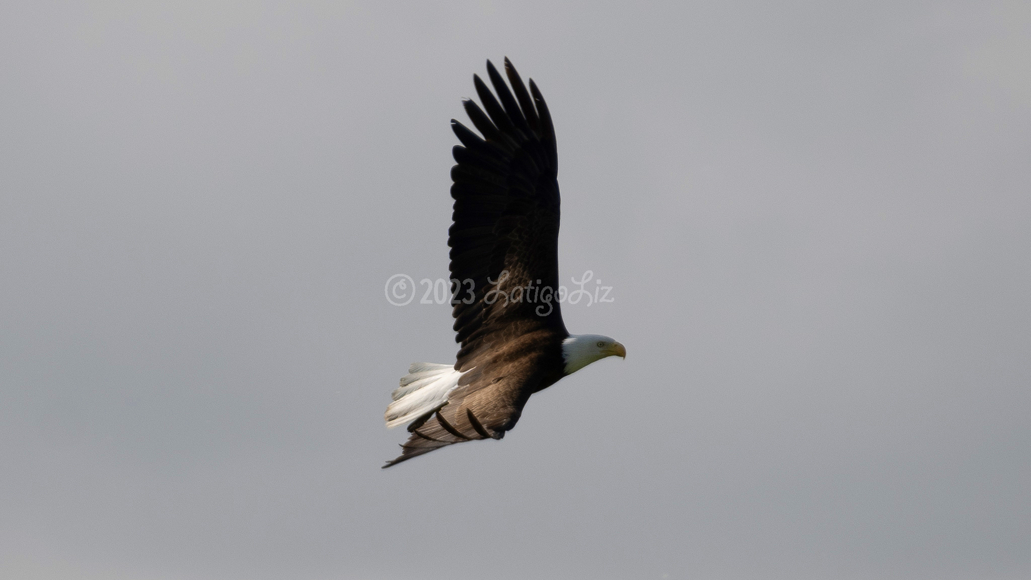 Bald Eagle