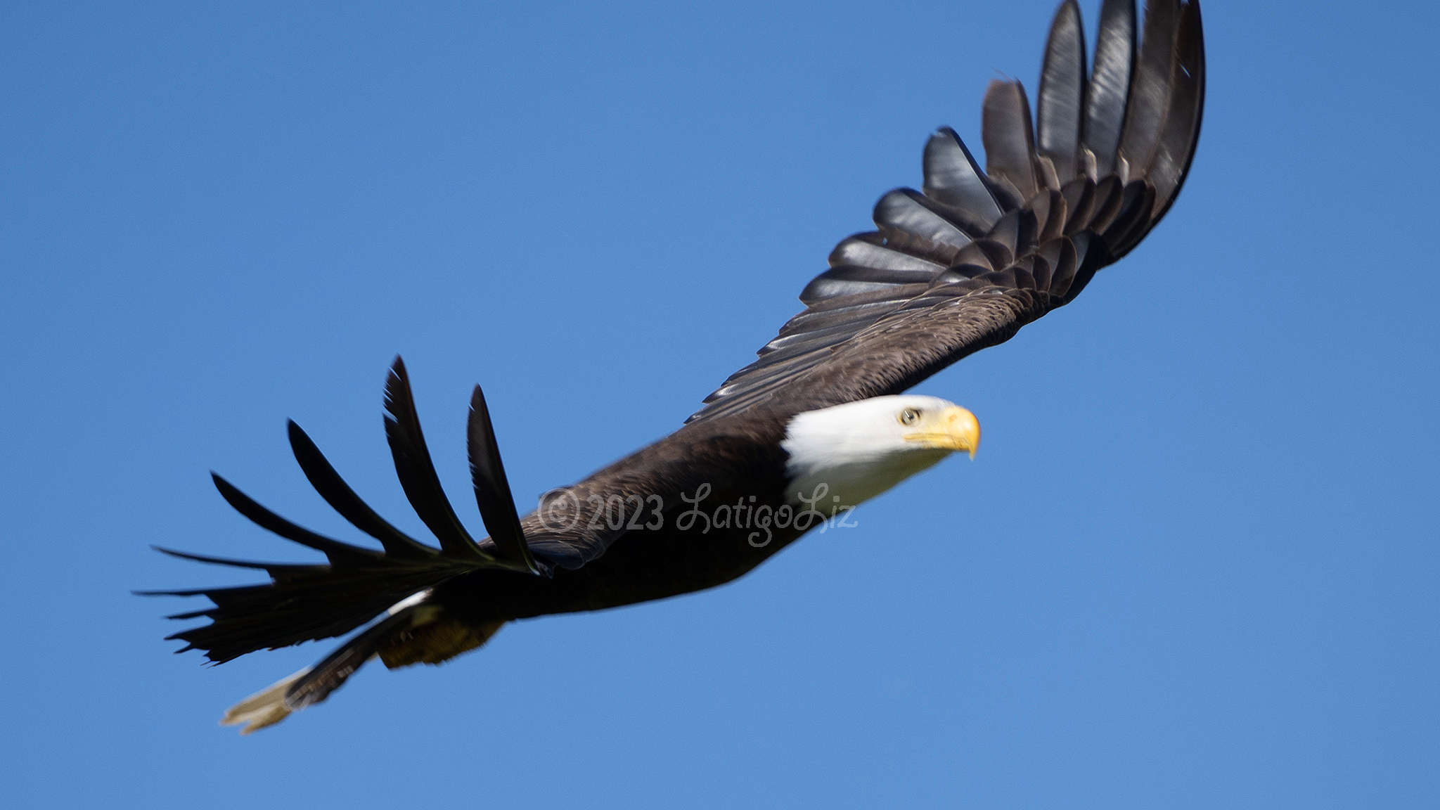 Bald Eagle