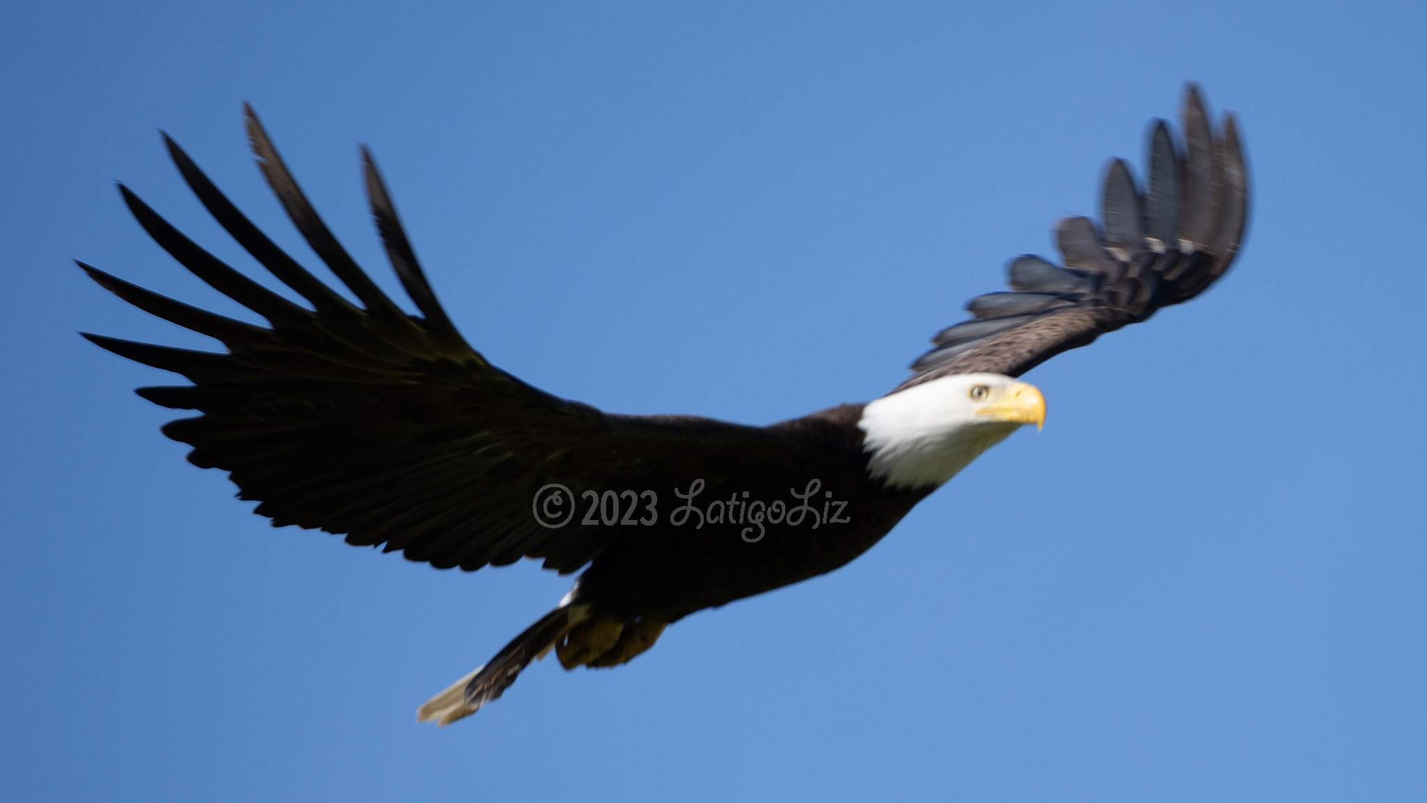 Bald Eagle