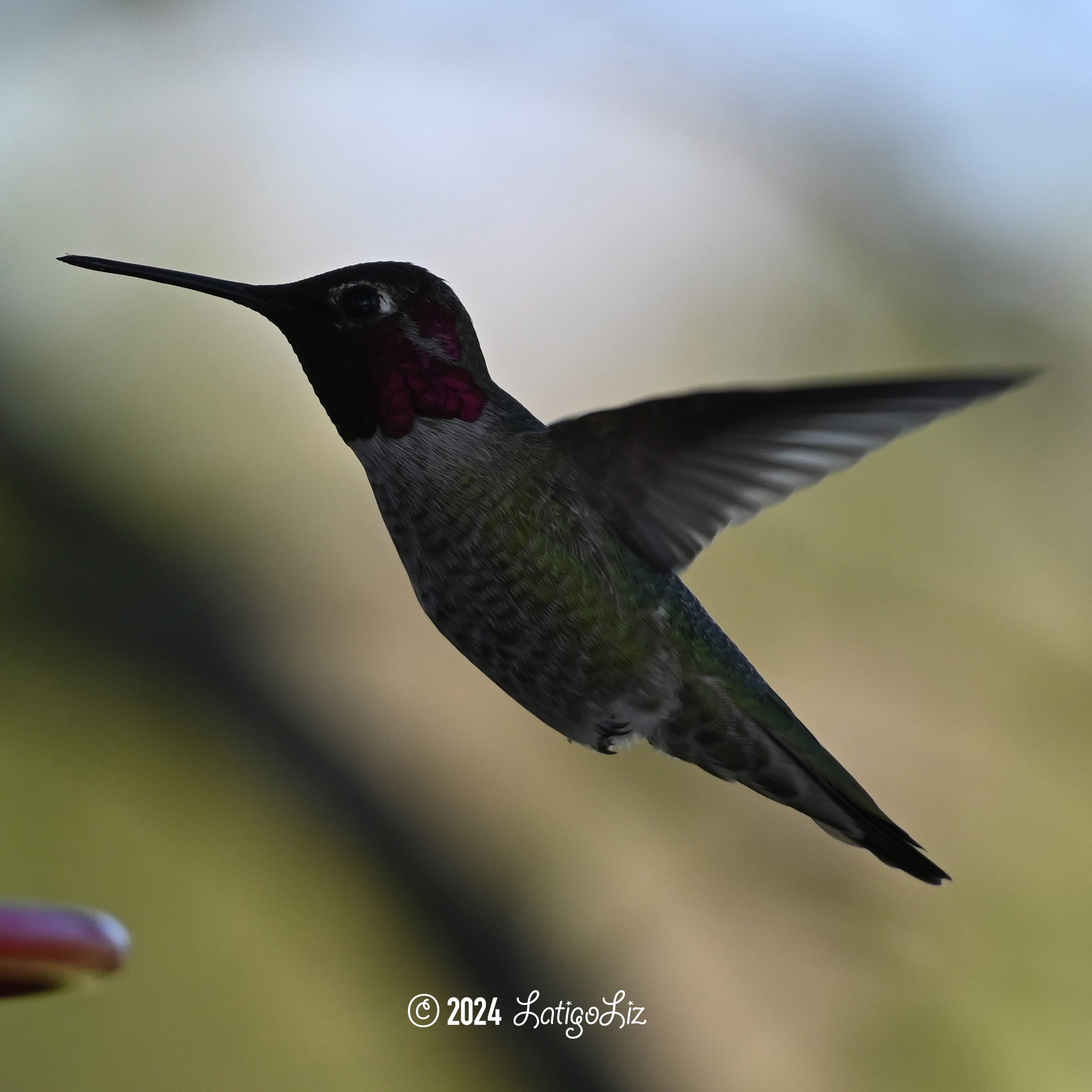 Anna’s Hummingbird March 17, 2024