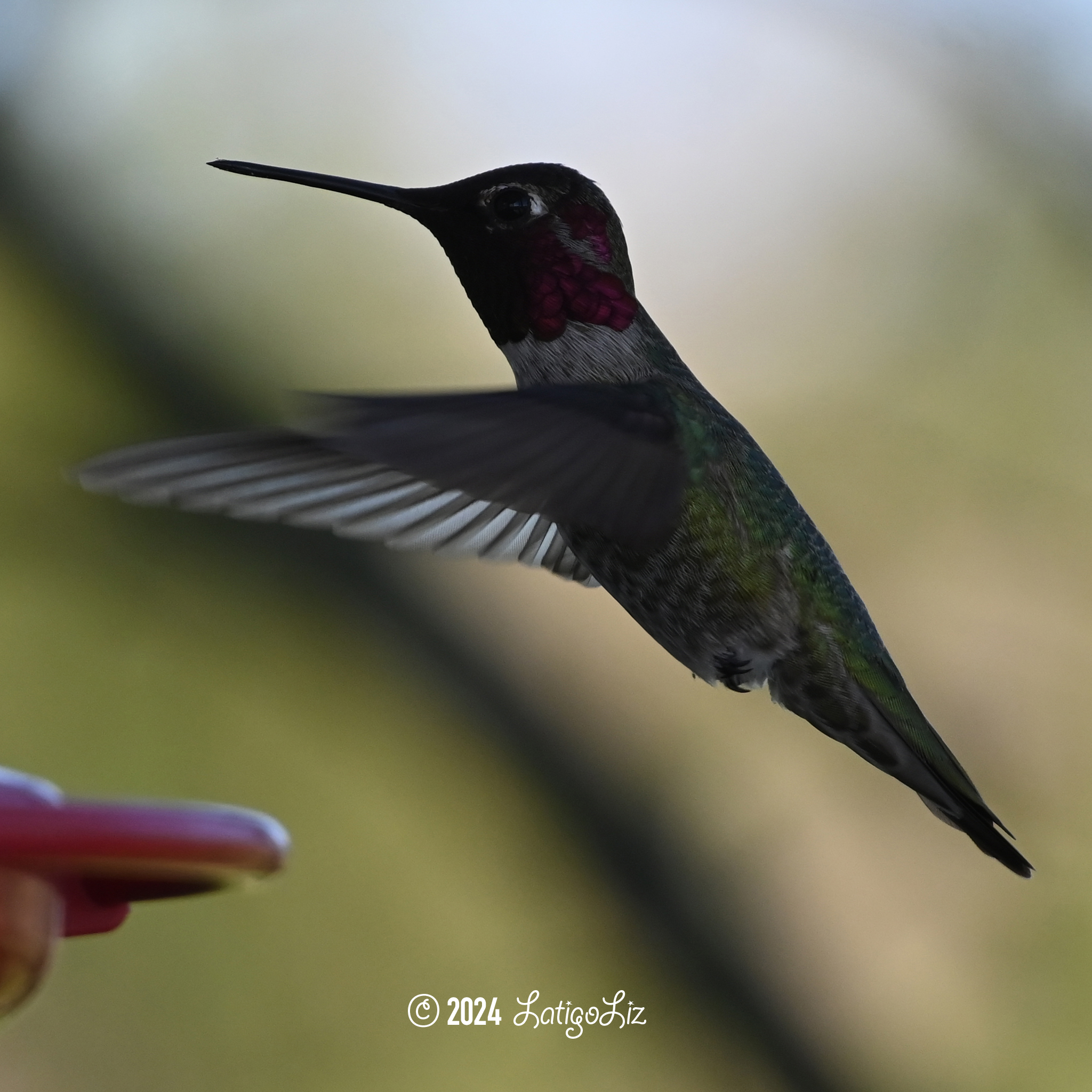 Anna’s Hummingbird March 17, 2024