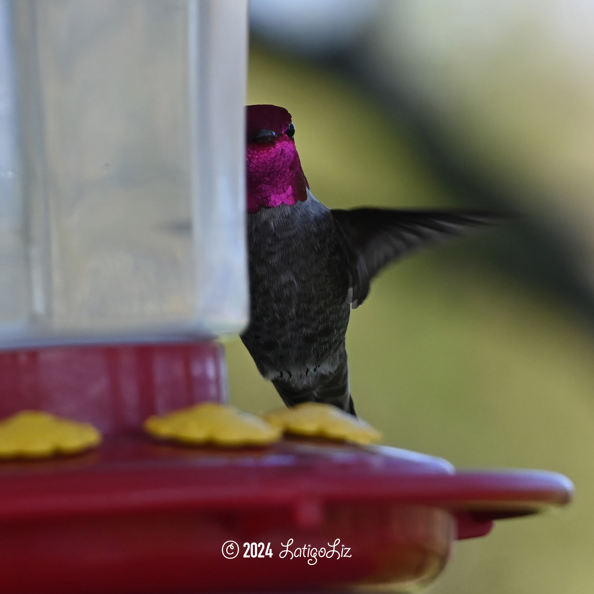 Anna’s Hummingbird March 17, 2024