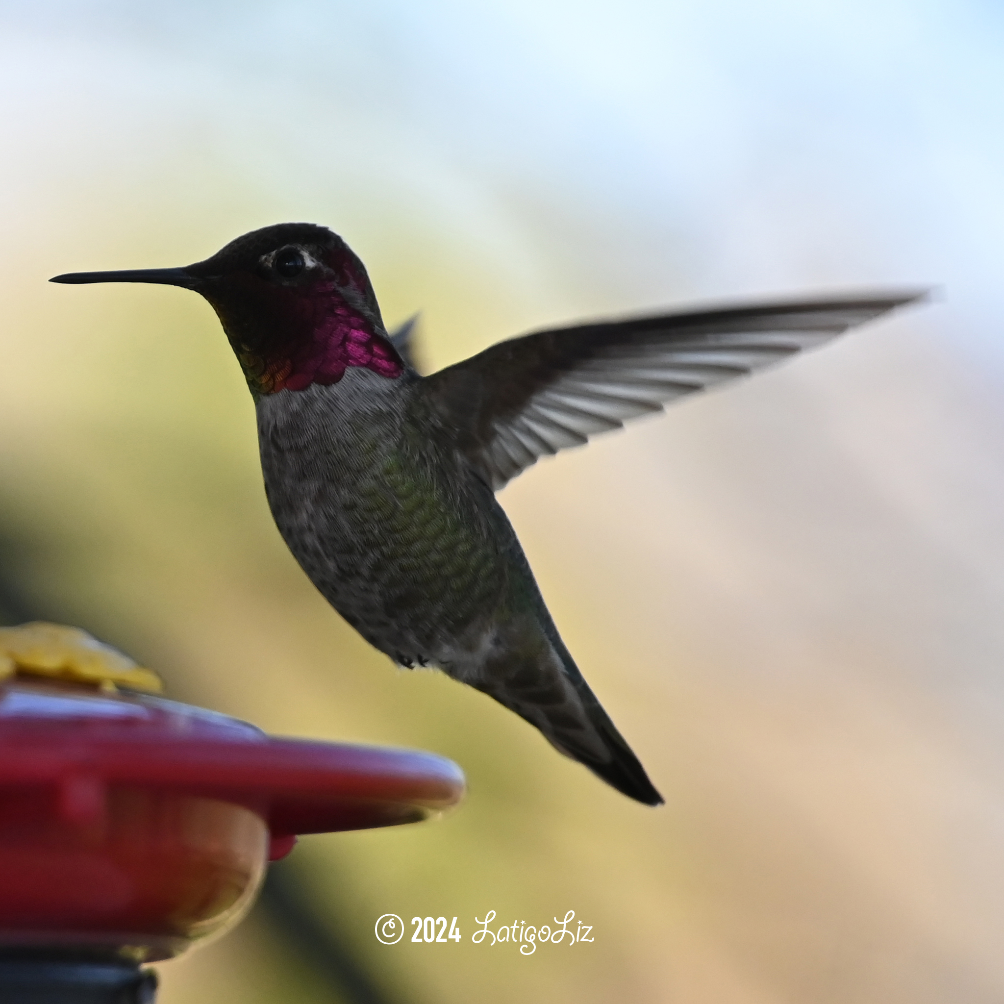 Anna’s Hummingbird March 17, 2024