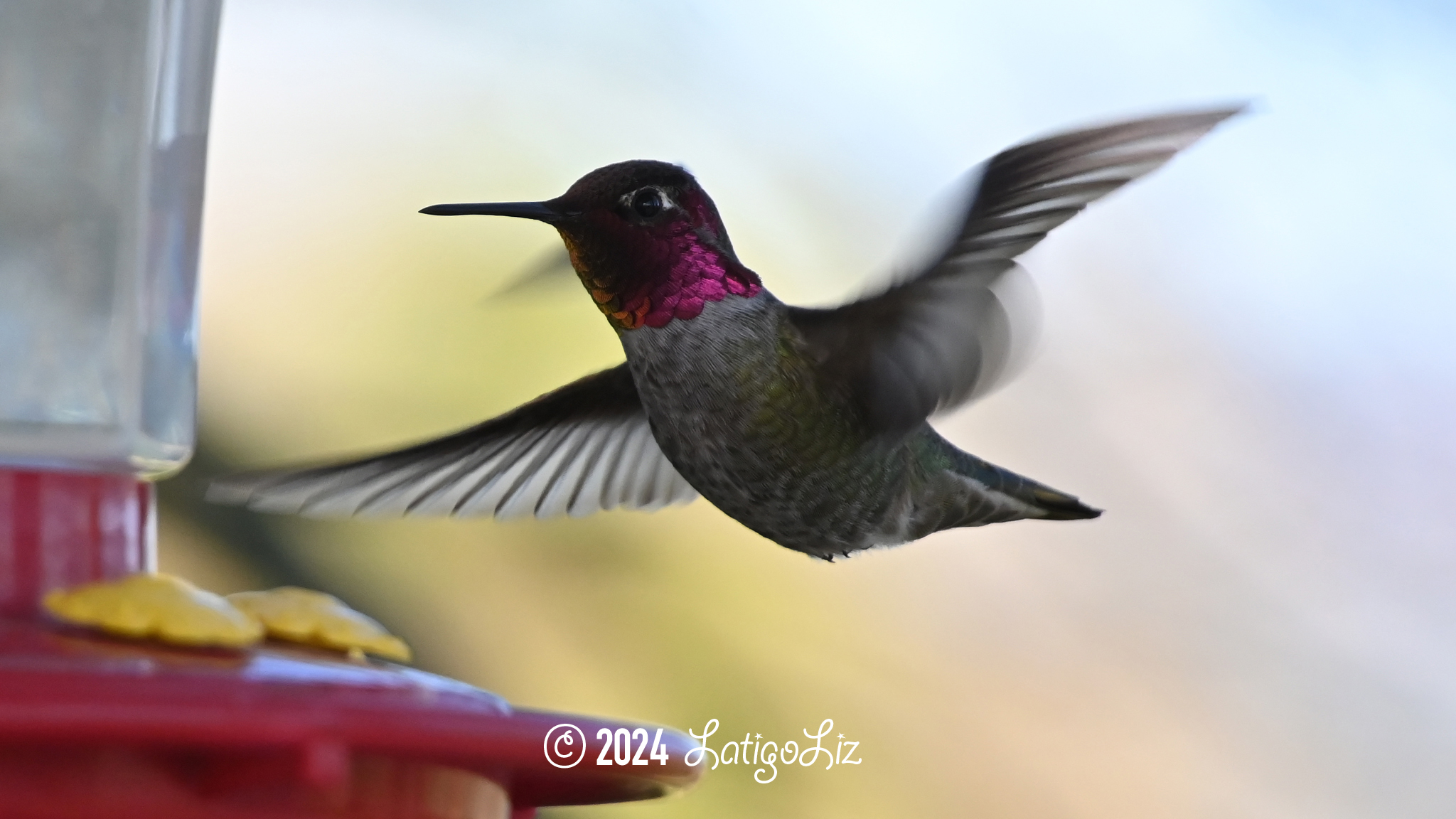 Anna’s Hummingbird March 17, 2024