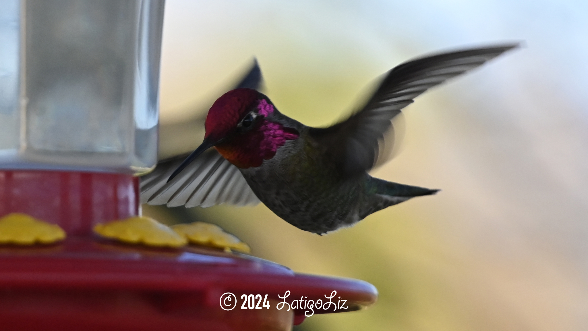 Anna’s Hummingbird March 17, 2024