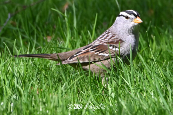 White-crowned Sparrow