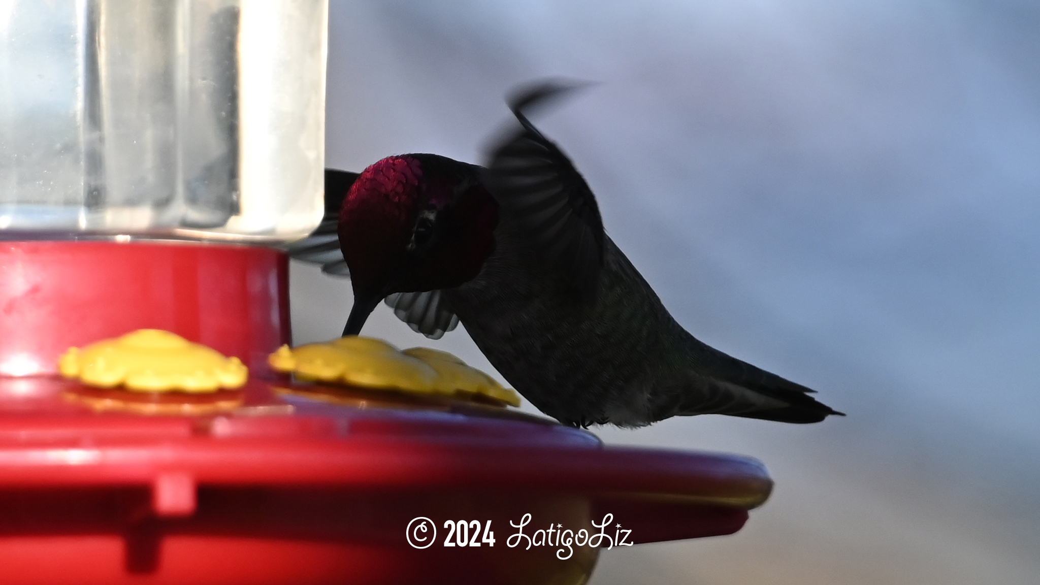 Anna’s Hummingbird March 16, 2024