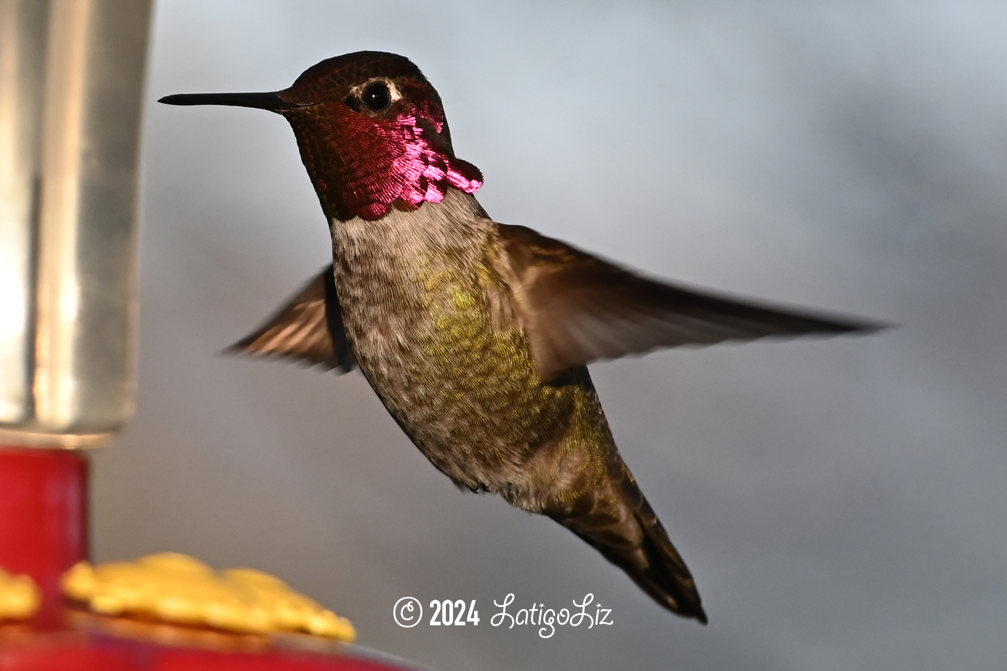 Anna’s Hummingbird March 16, 2024