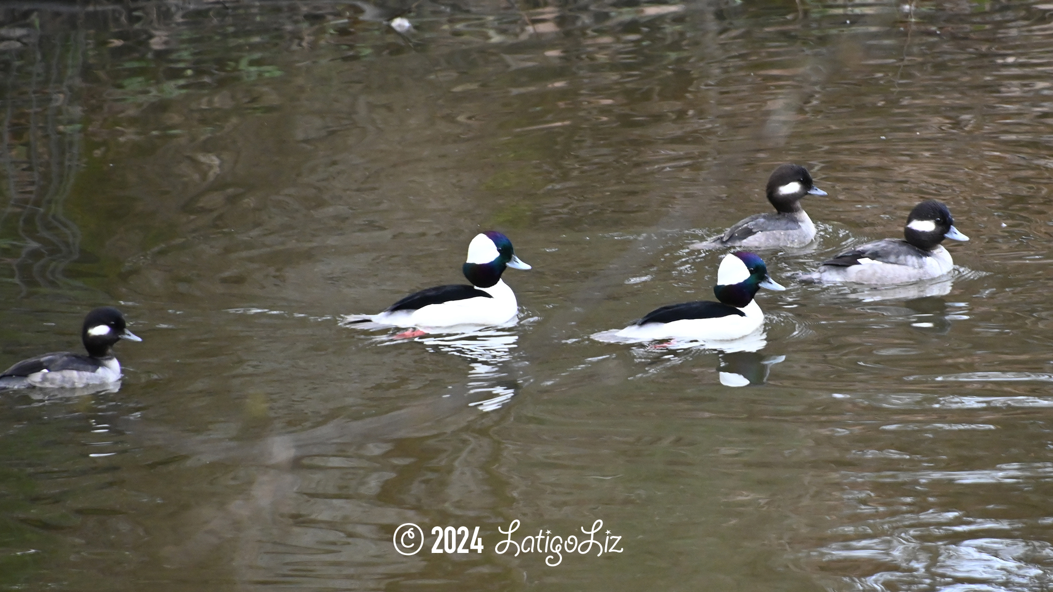 Bufflehead February 7, 2024