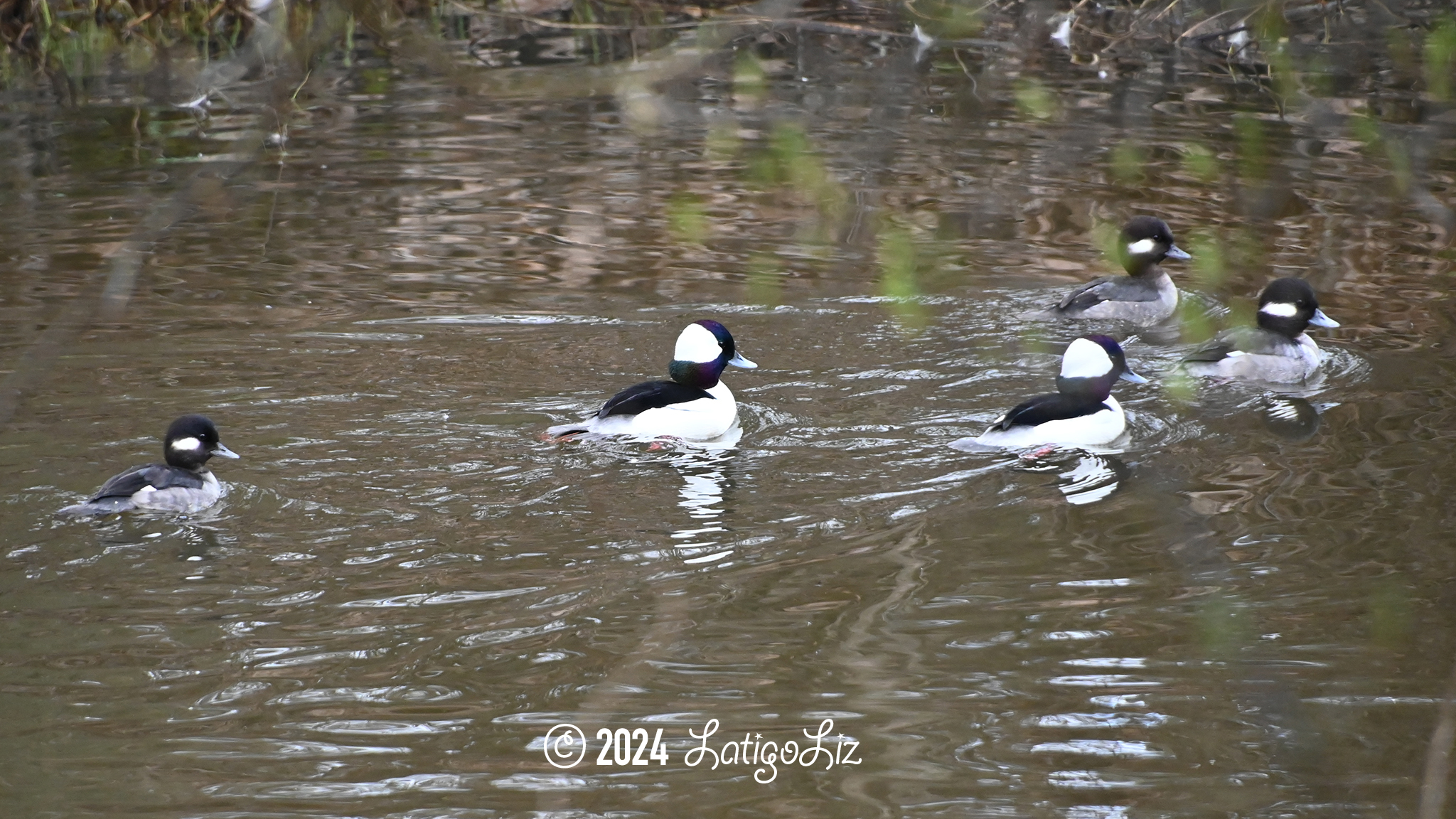 Bufflehead February 7, 2024