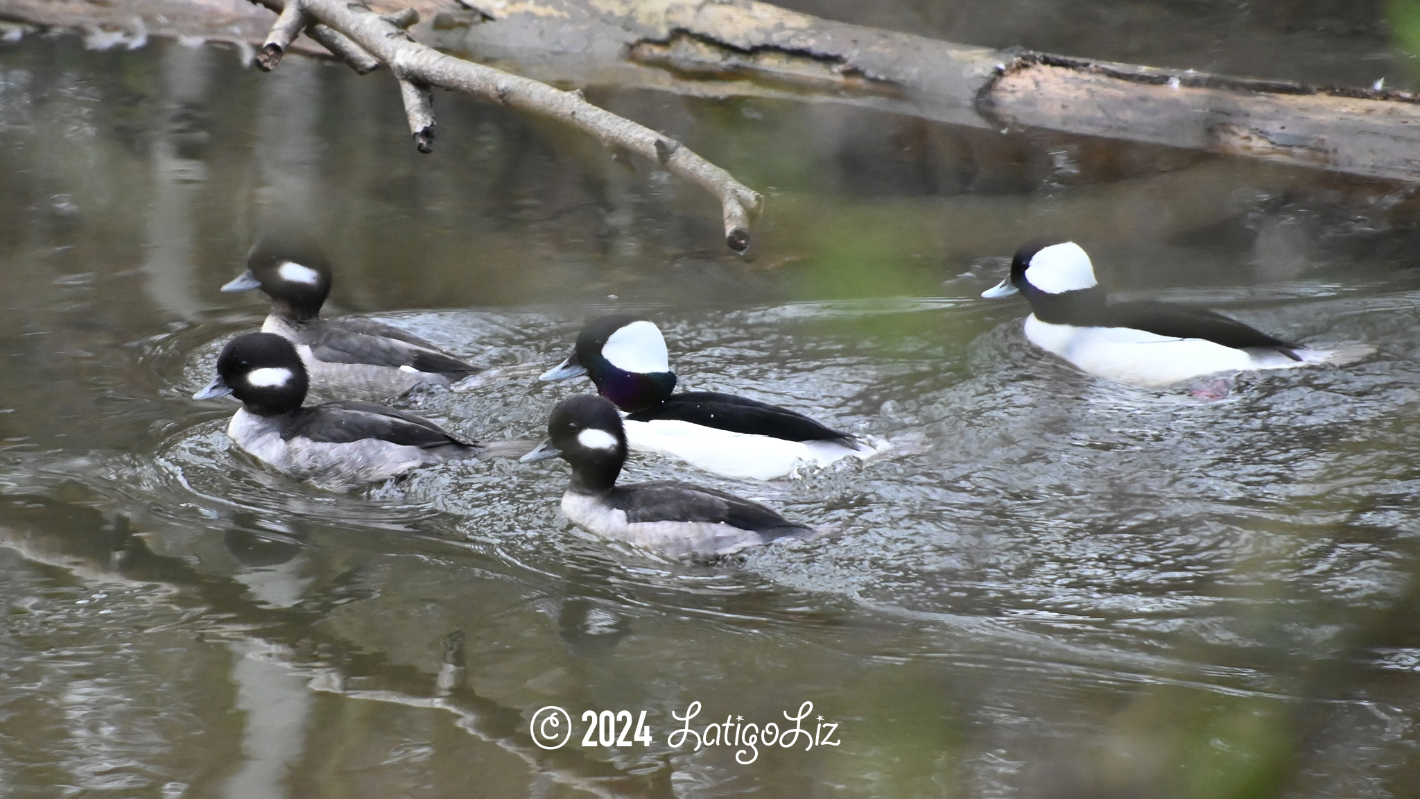 Bufflehead February 7, 2024