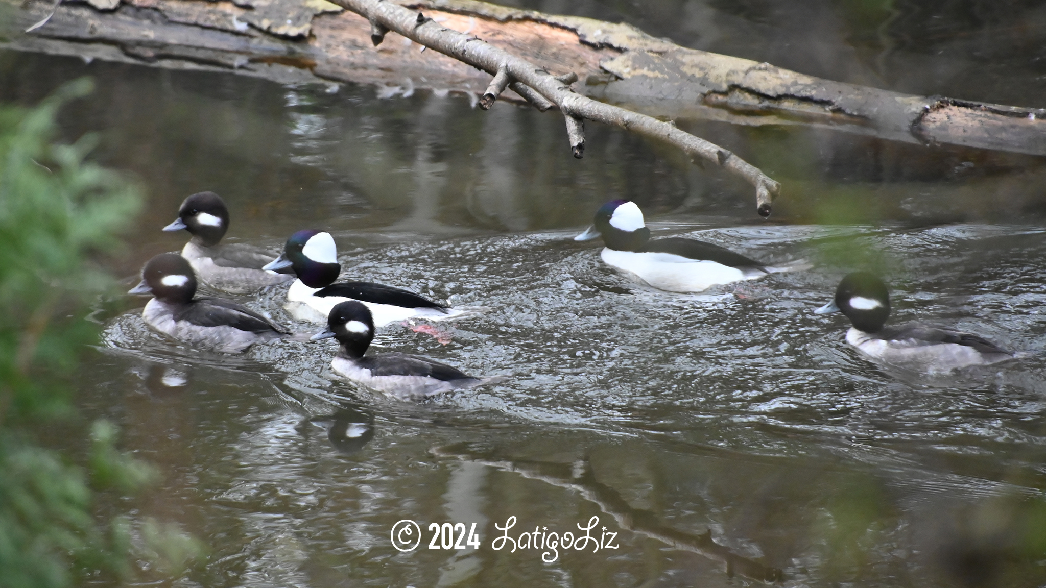 Bufflehead February 7, 2024