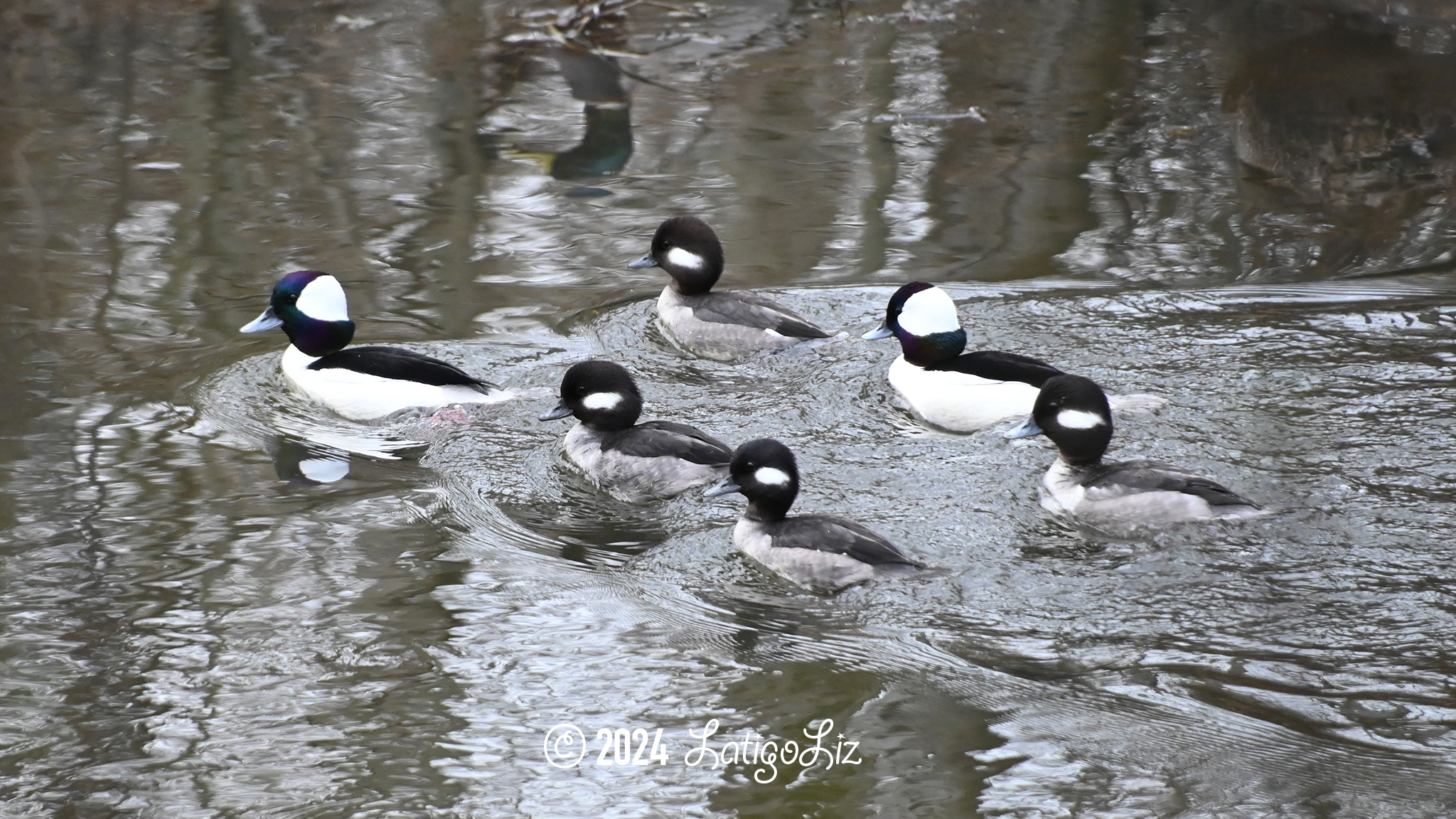 Bufflehead February 7, 2024