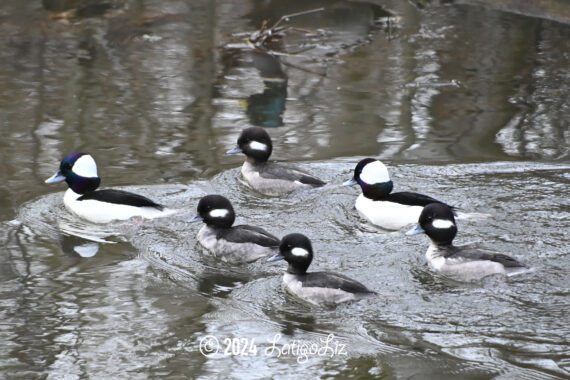 Bufflehead