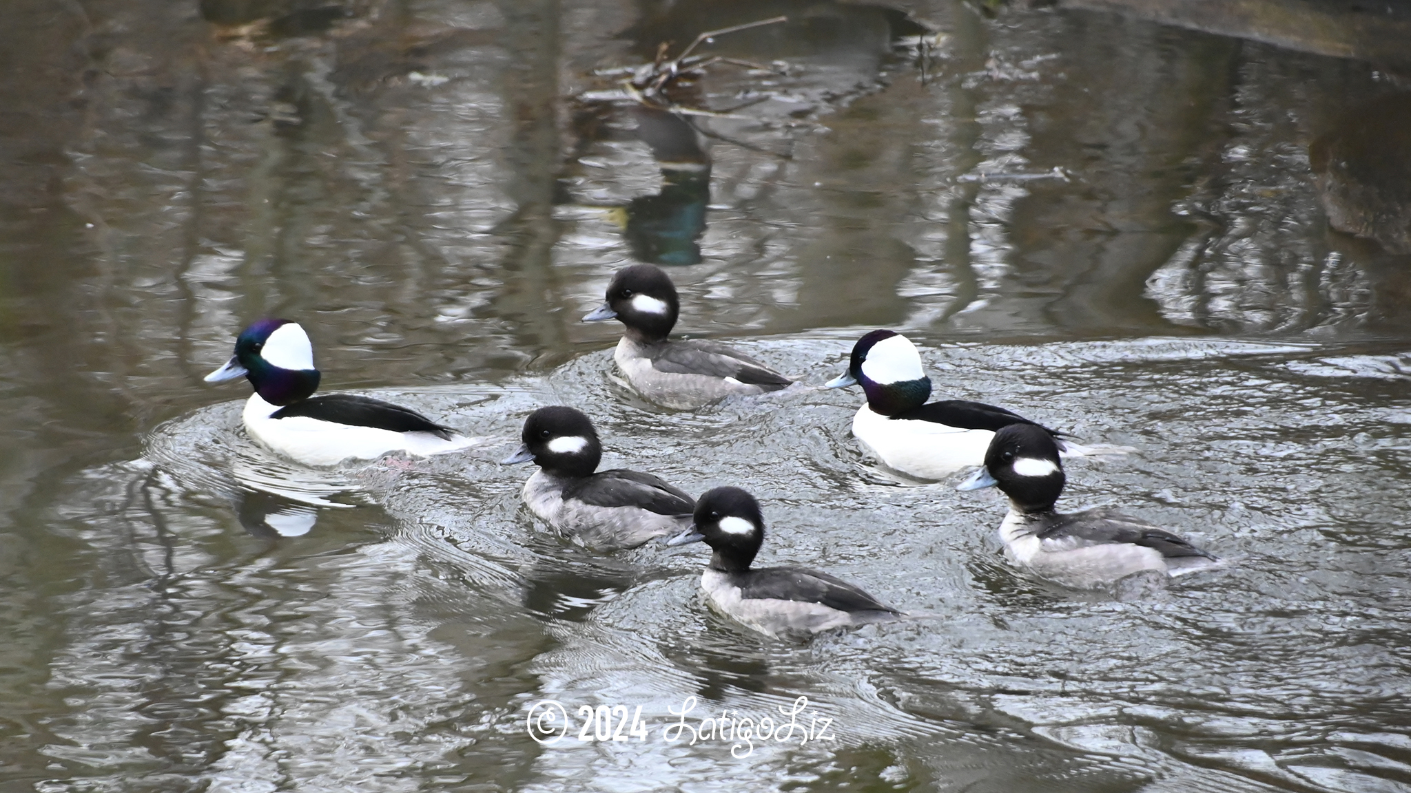 Bufflehead February 7, 2024