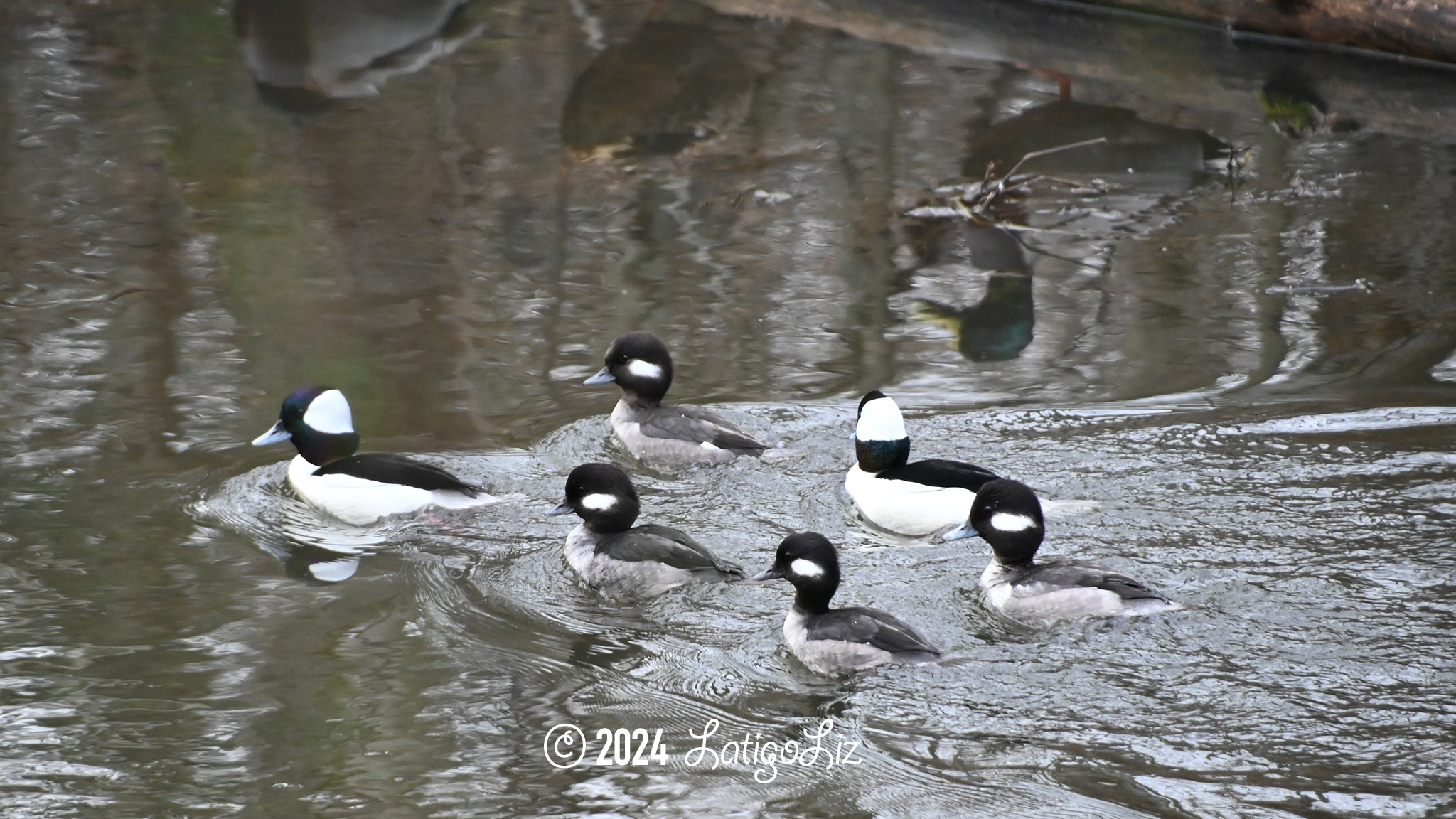 Bufflehead February 7, 2024