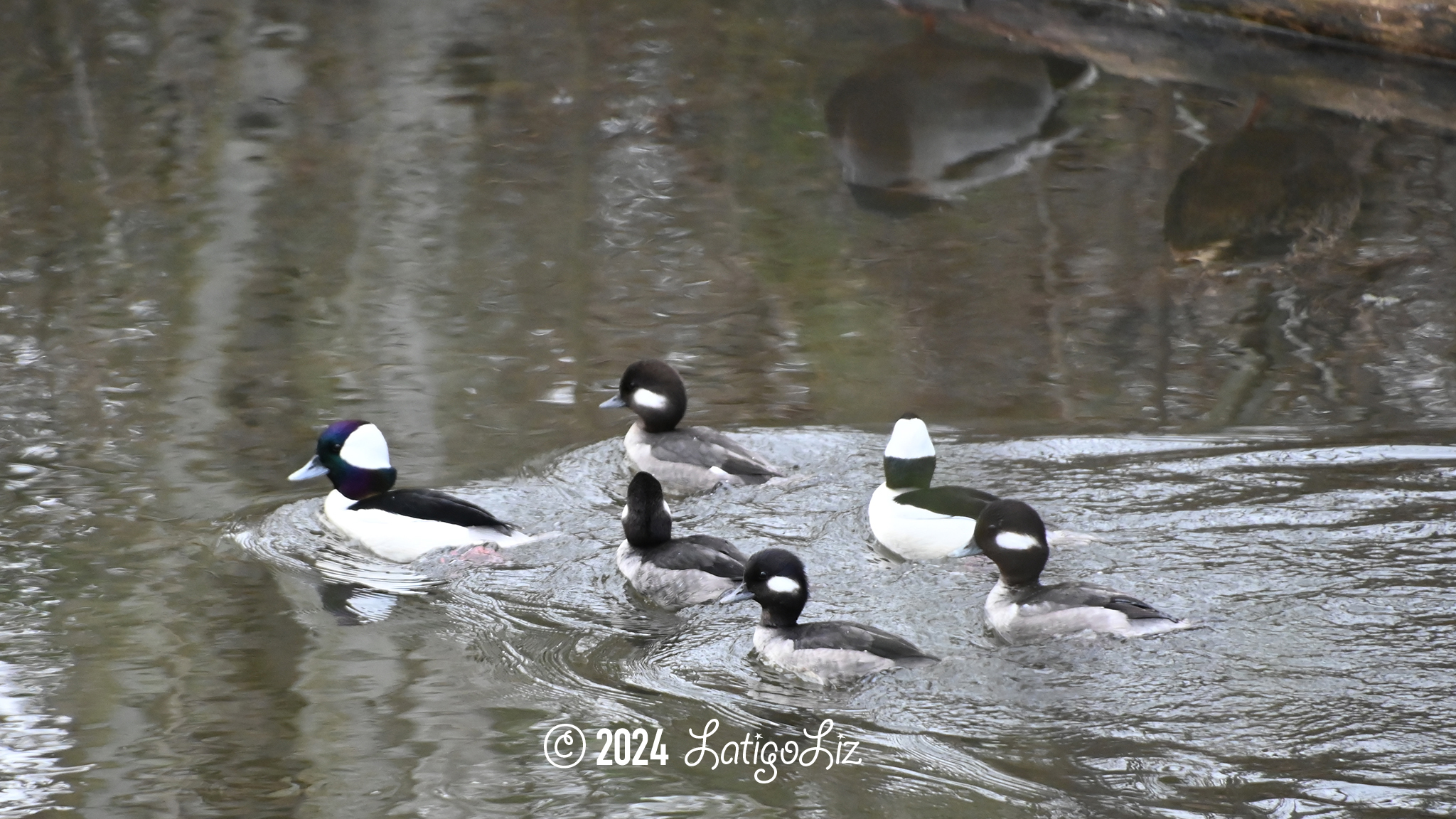 Bufflehead February 7, 2024