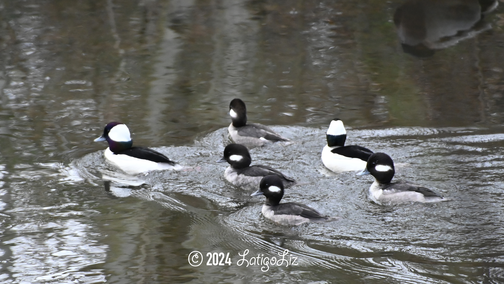 Bufflehead February 7, 2024