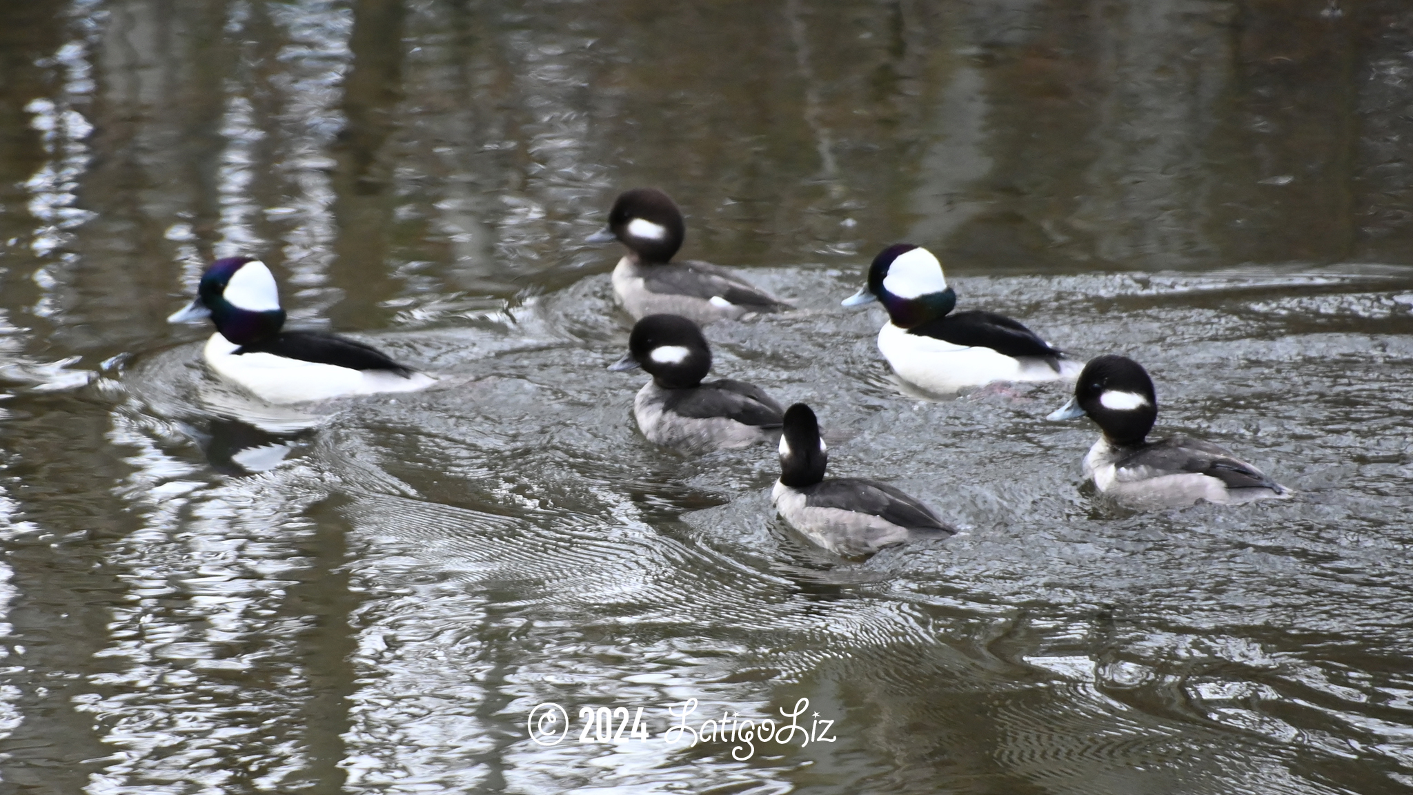 Bufflehead February 7, 2024