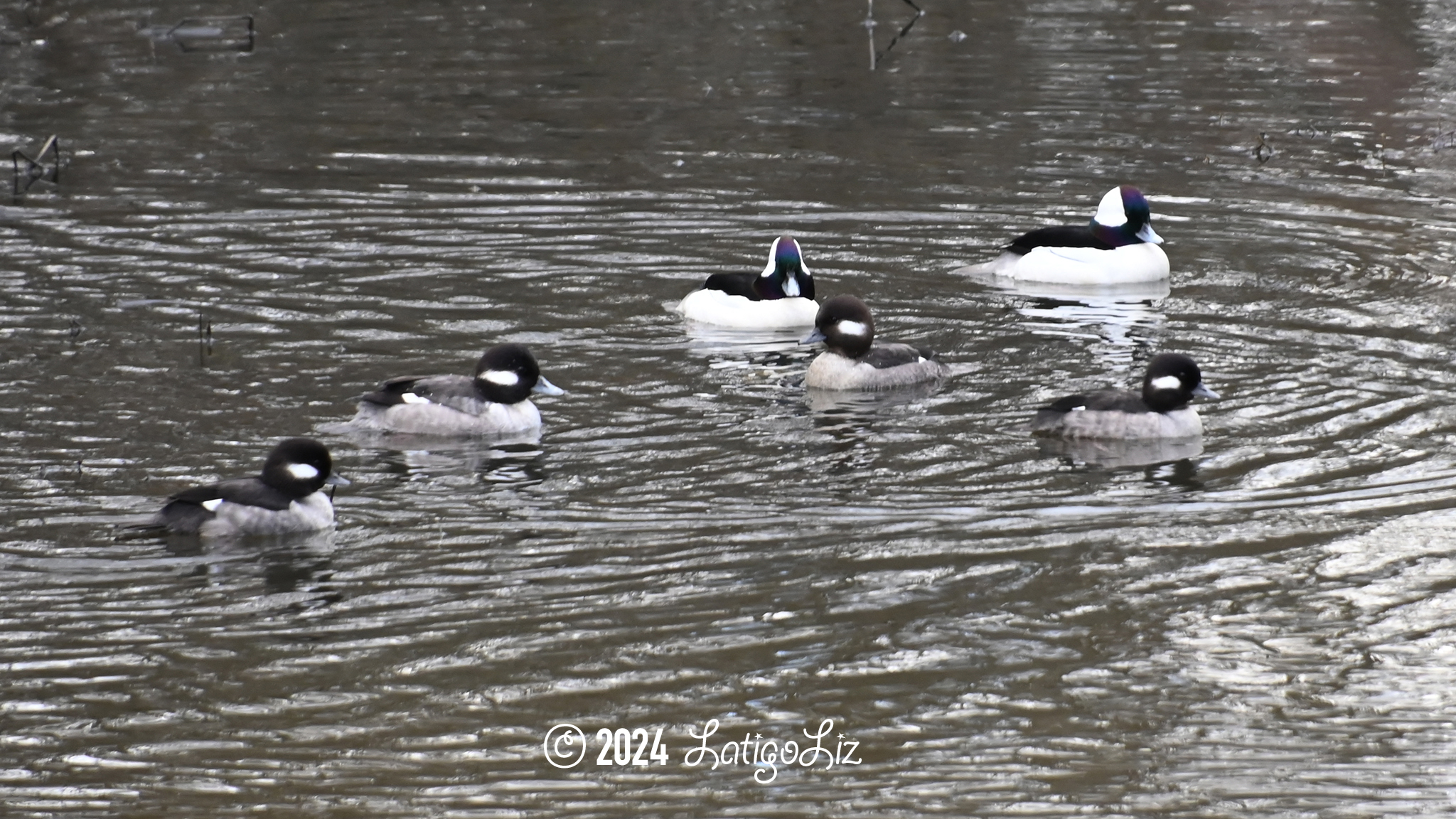 Bufflehead February 7, 2024