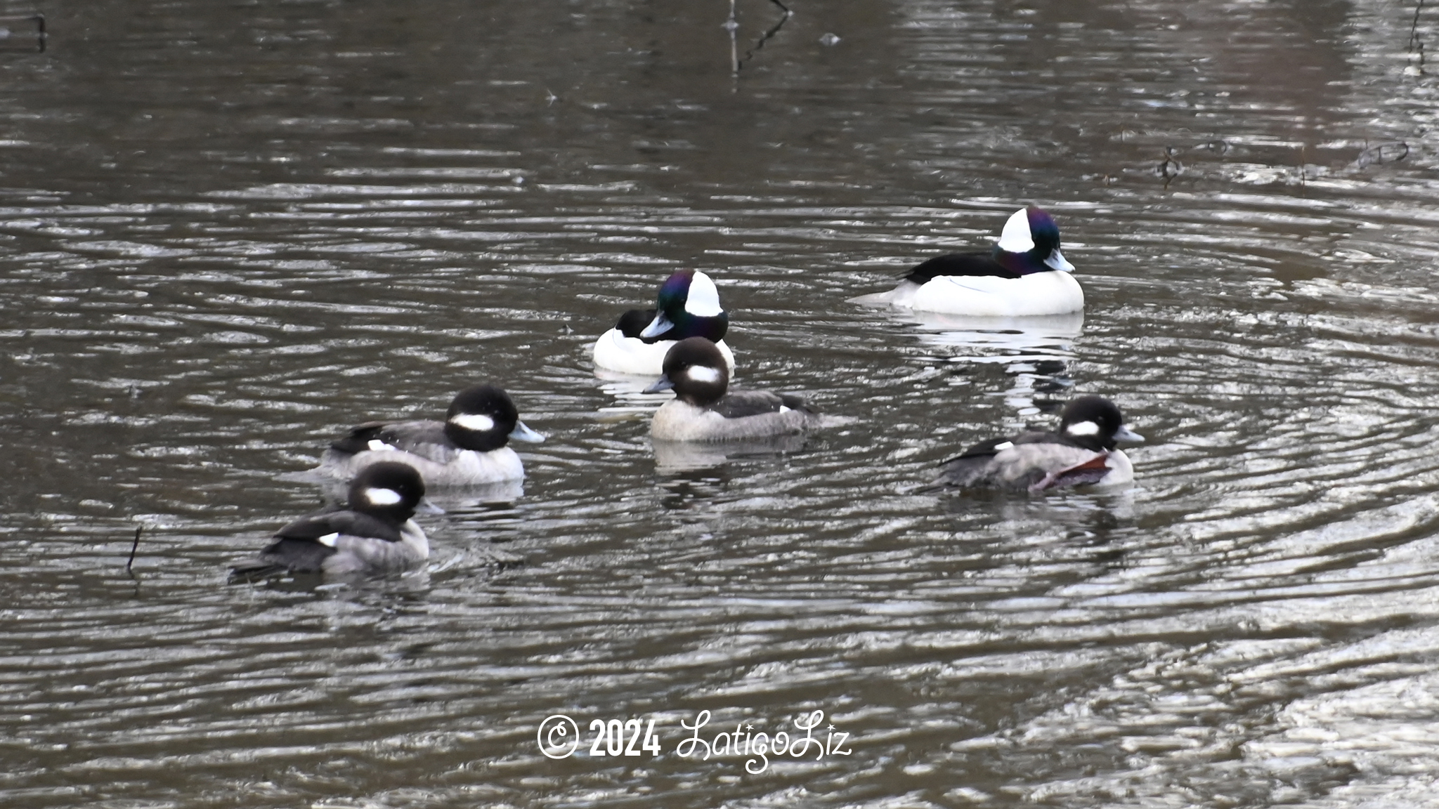 Bufflehead February 7, 2024