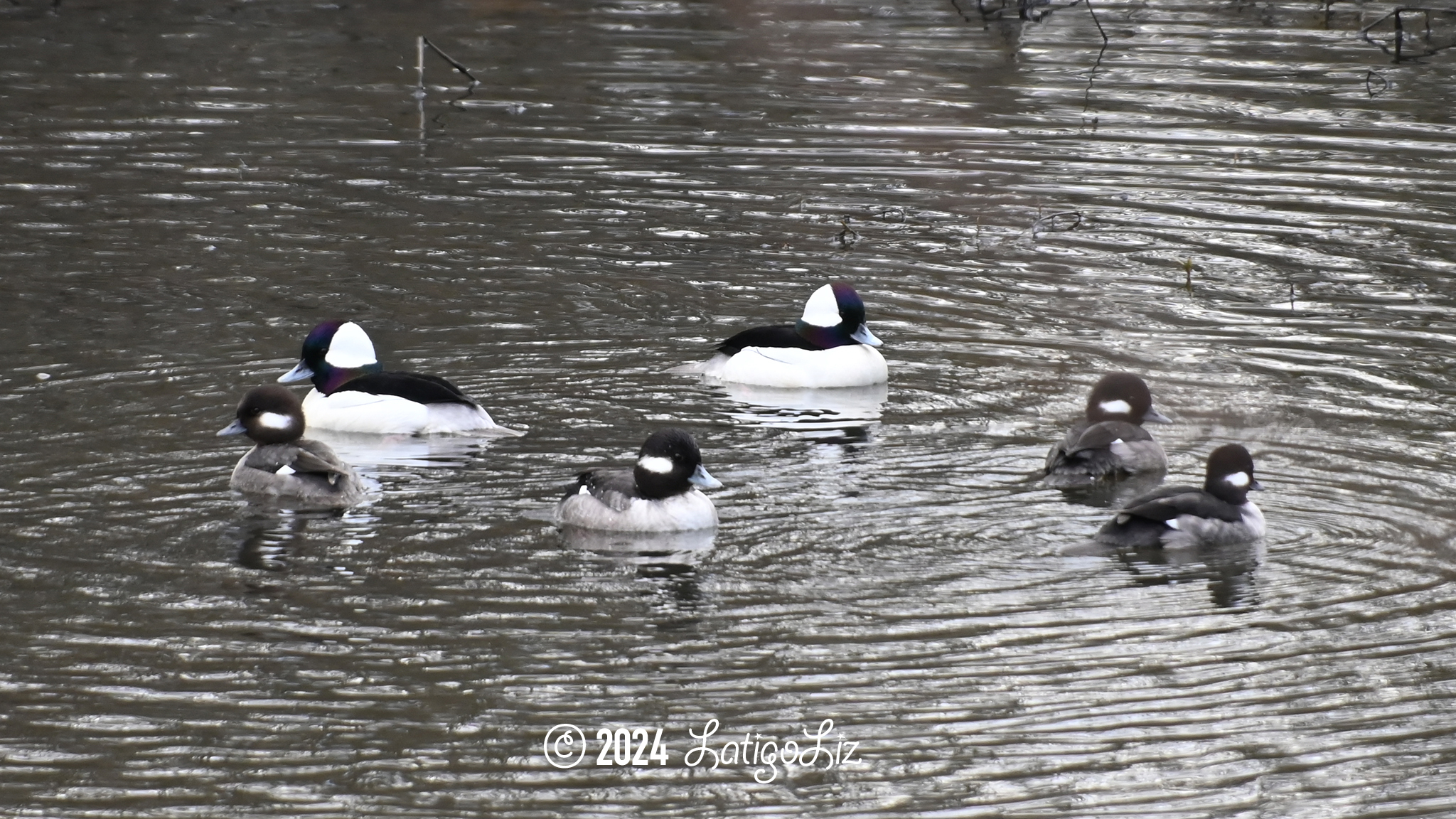 Bufflehead February 7, 2024