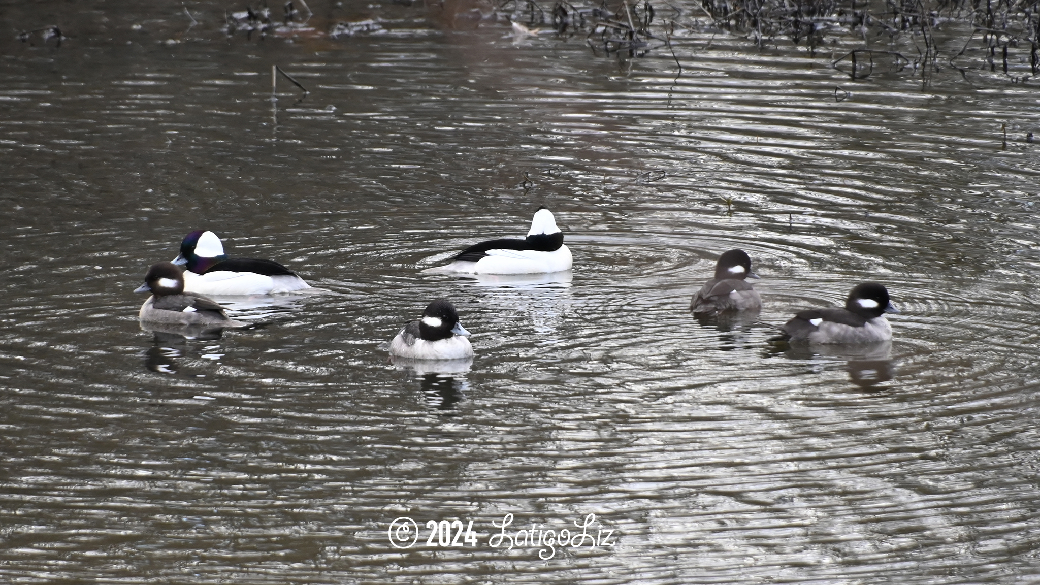 Bufflehead February 7, 2024