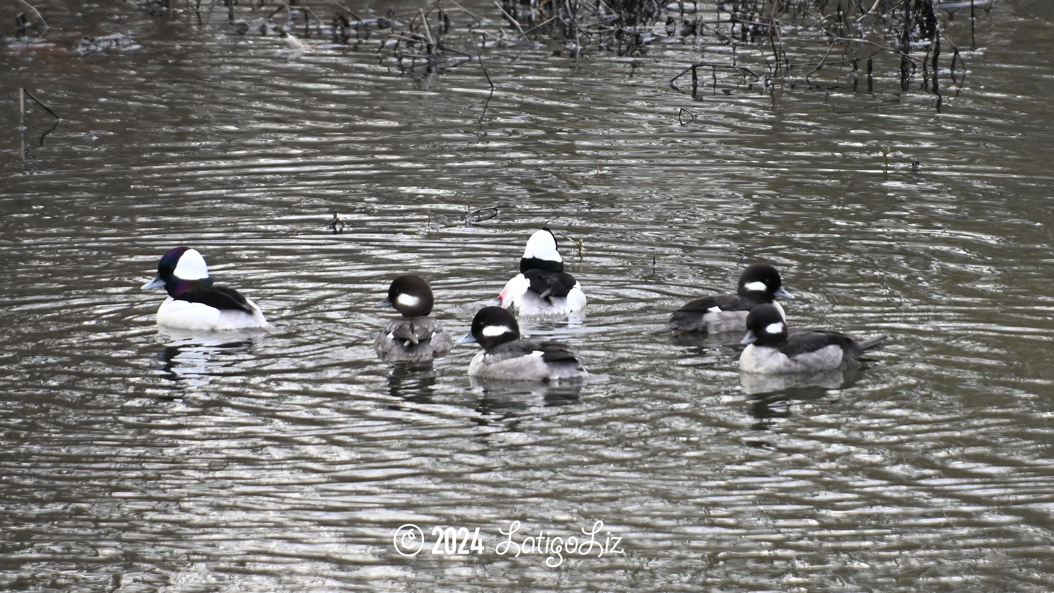 Bufflehead February 7, 2024