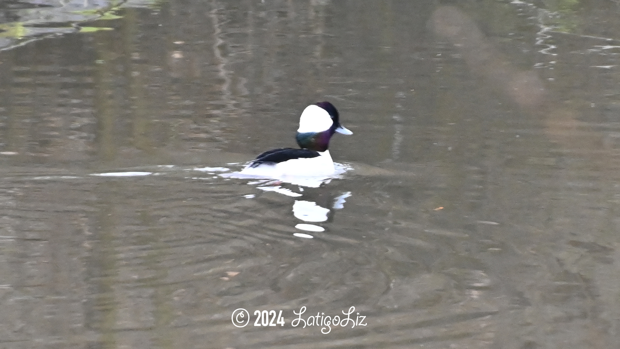 Bufflehead February 12, 2024