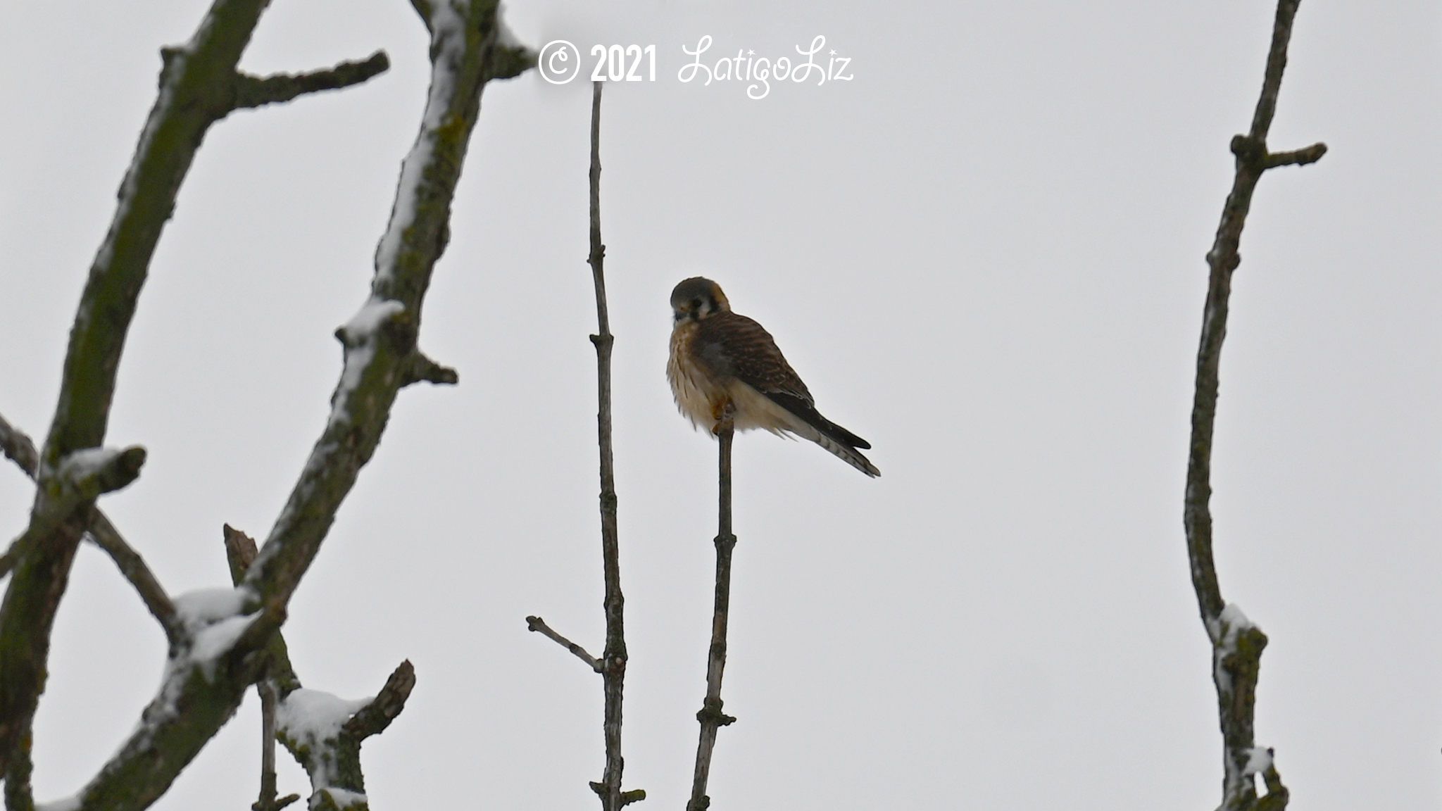 American Kestrel