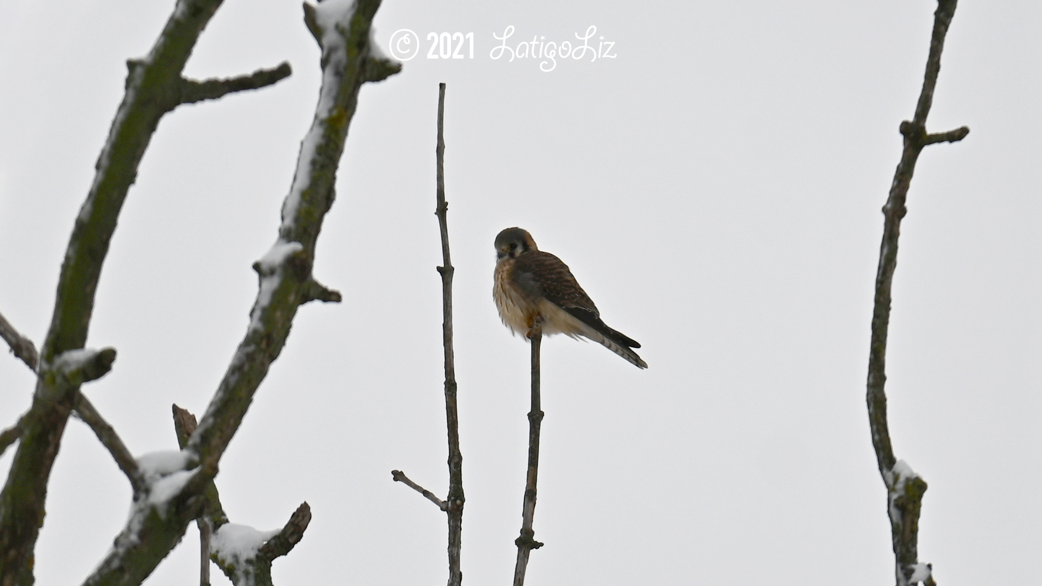 American Kestrel