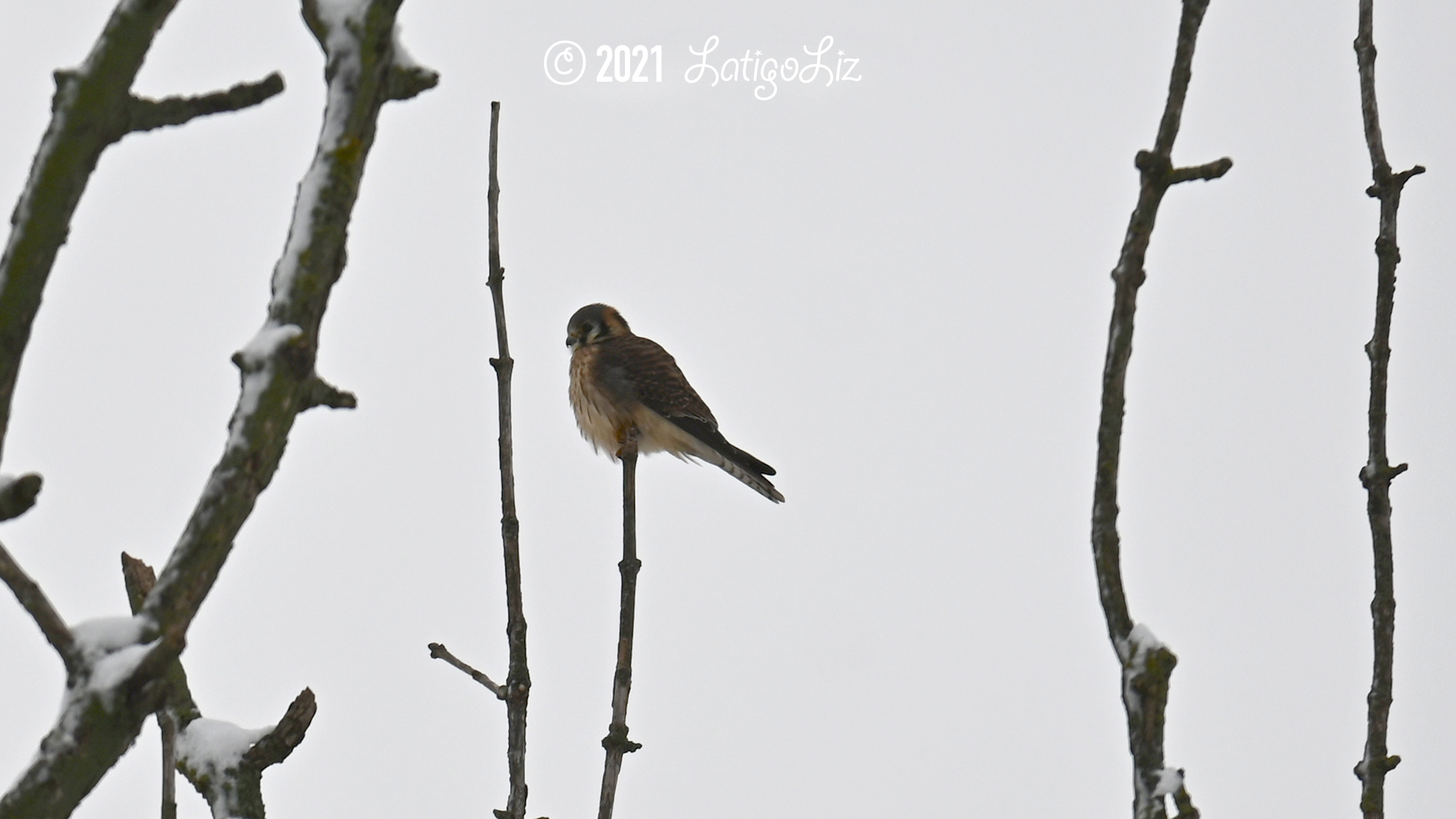 American Kestrel