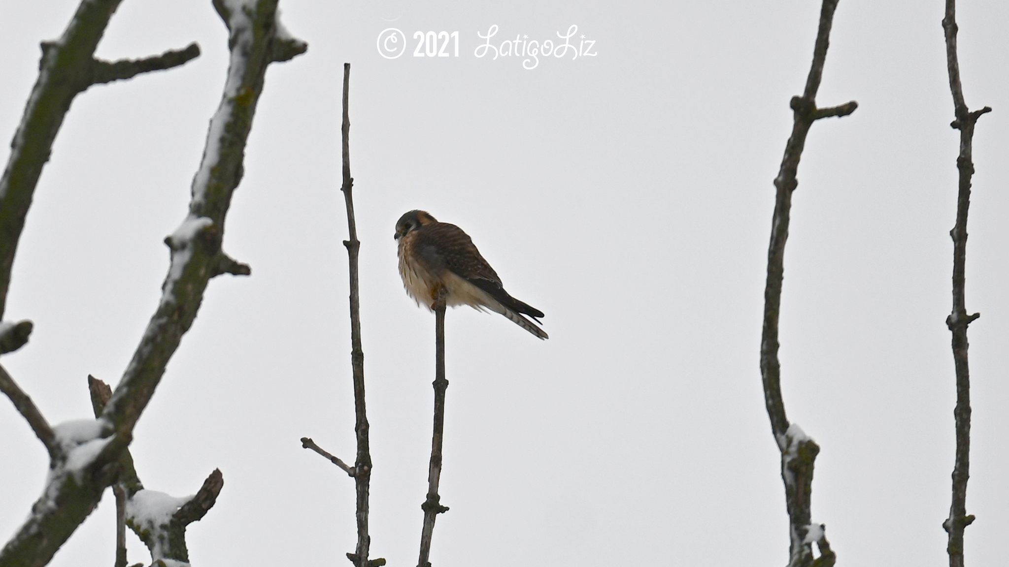 American Kestrel