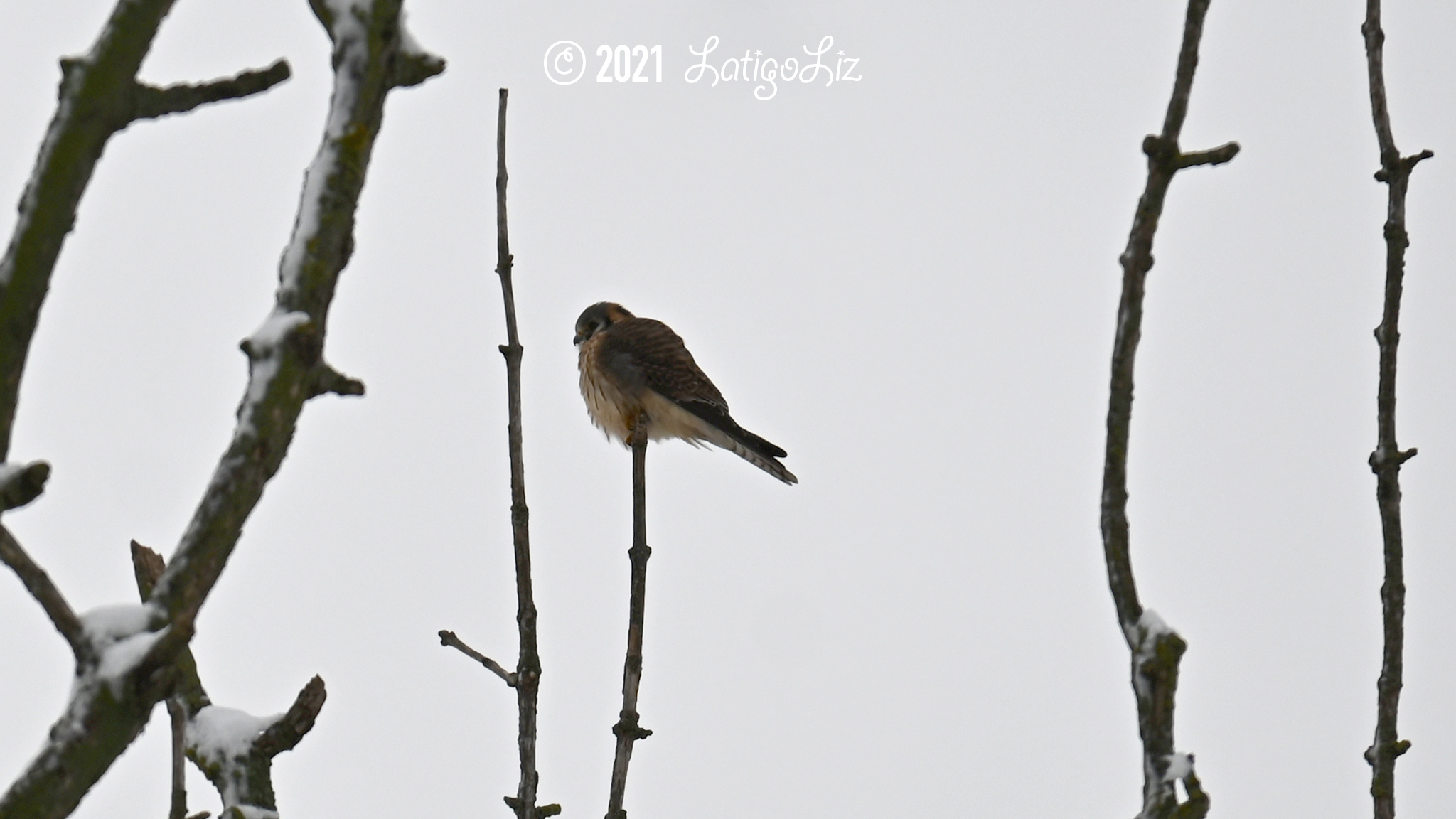 American Kestrel