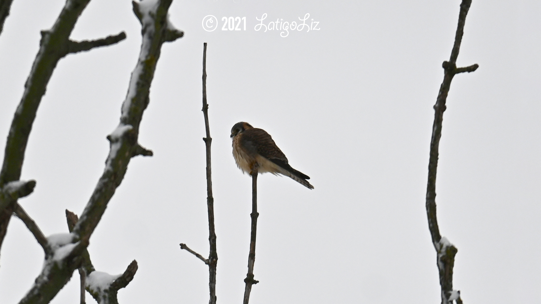 American Kestrel