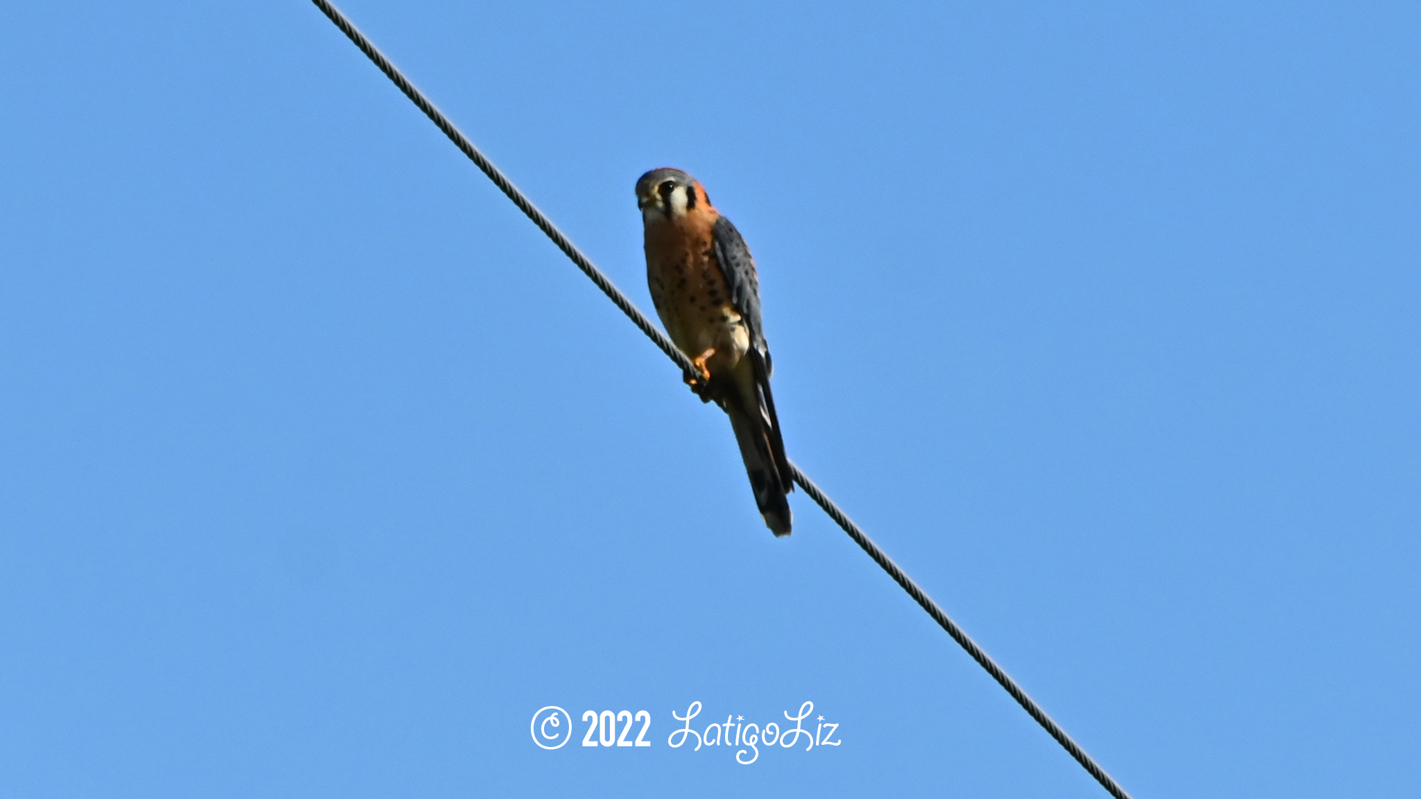 American Kestrel