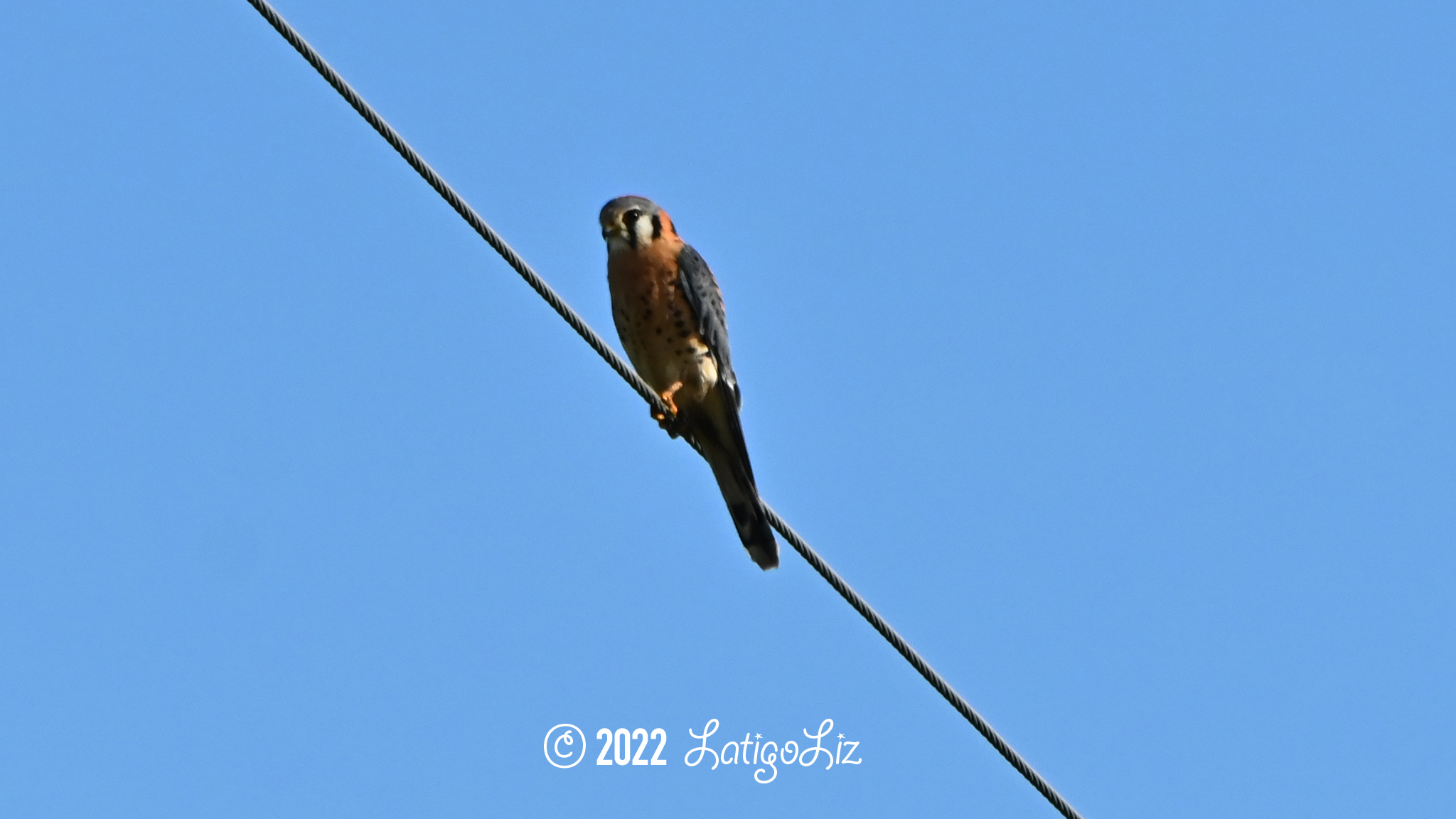 American Kestrel