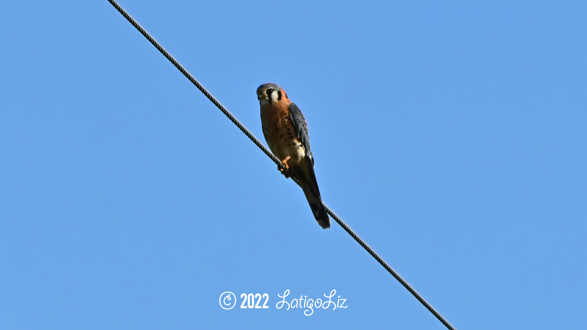 American Kestrel