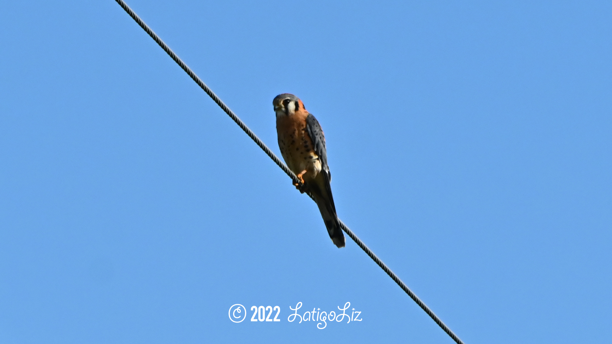 American Kestrel