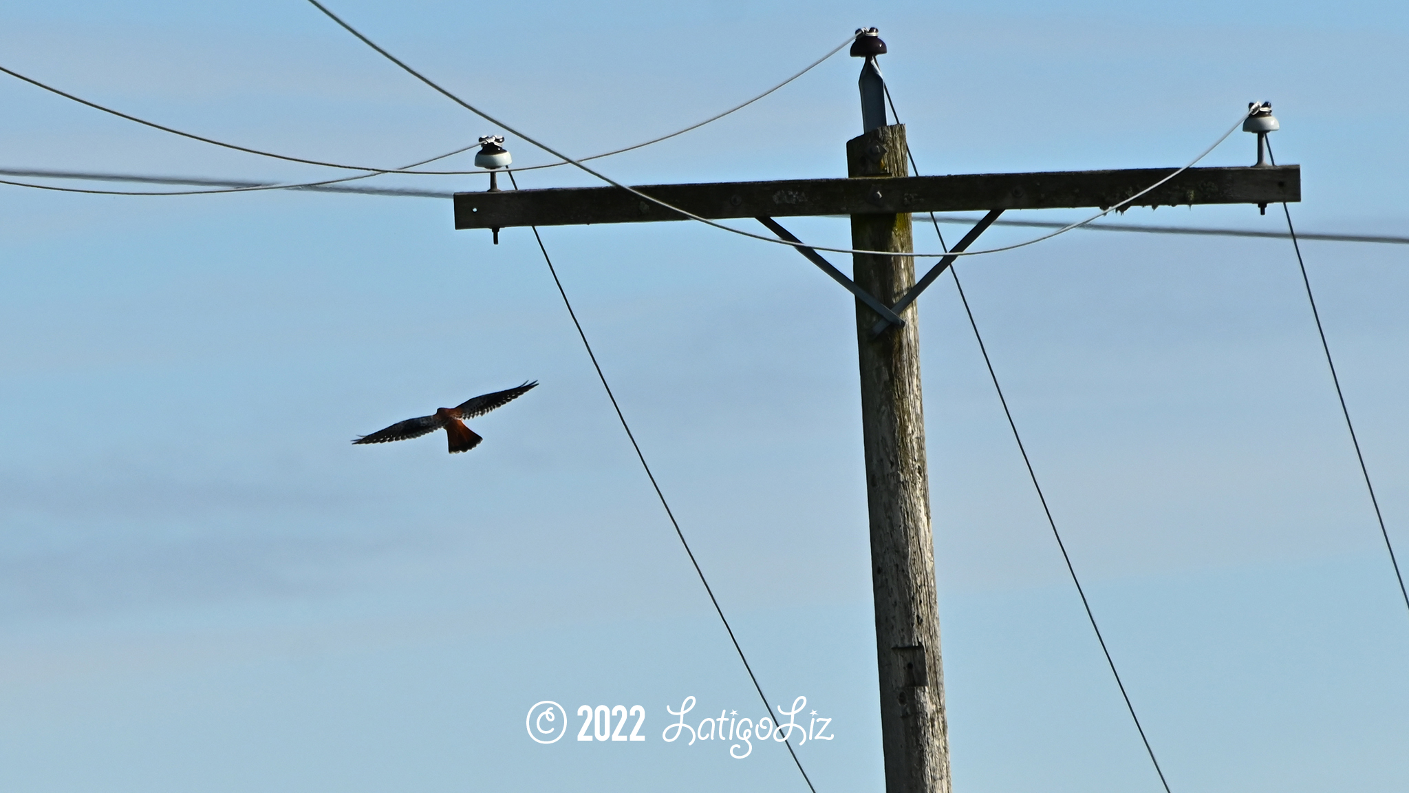 American Kestrel